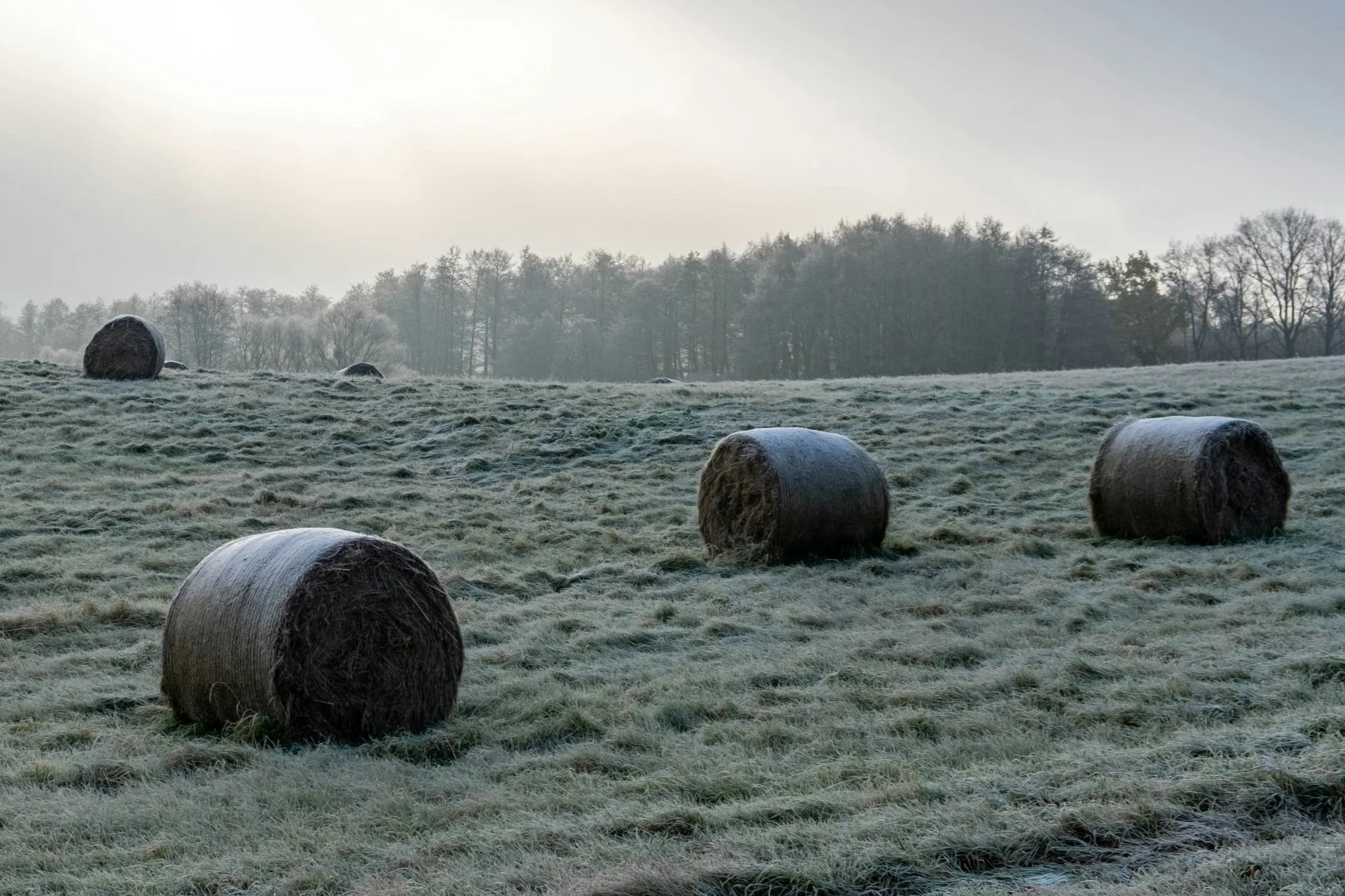 Waste not, want not: Smart strategies for winter hay feeding