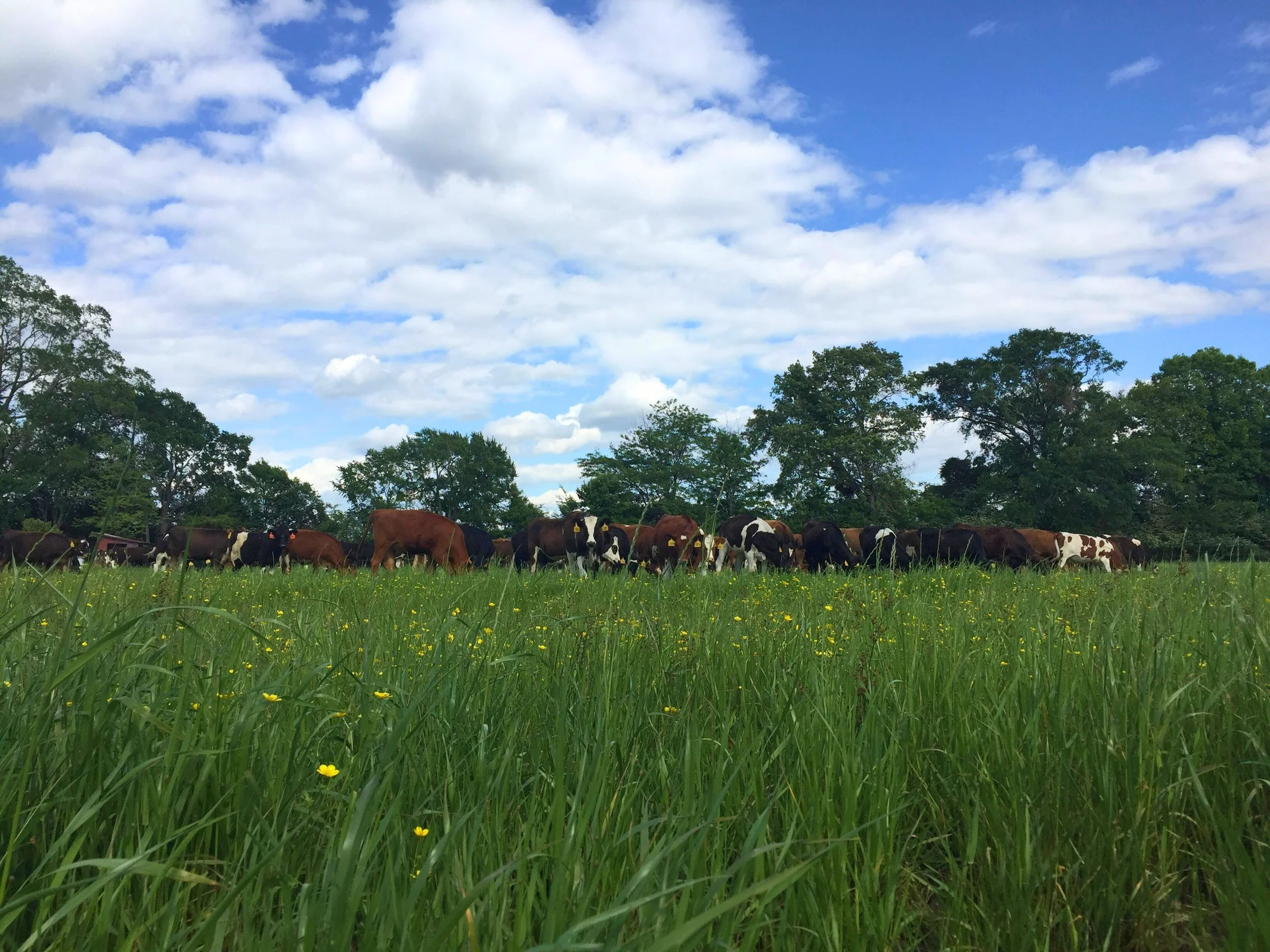 cows grazing pastures