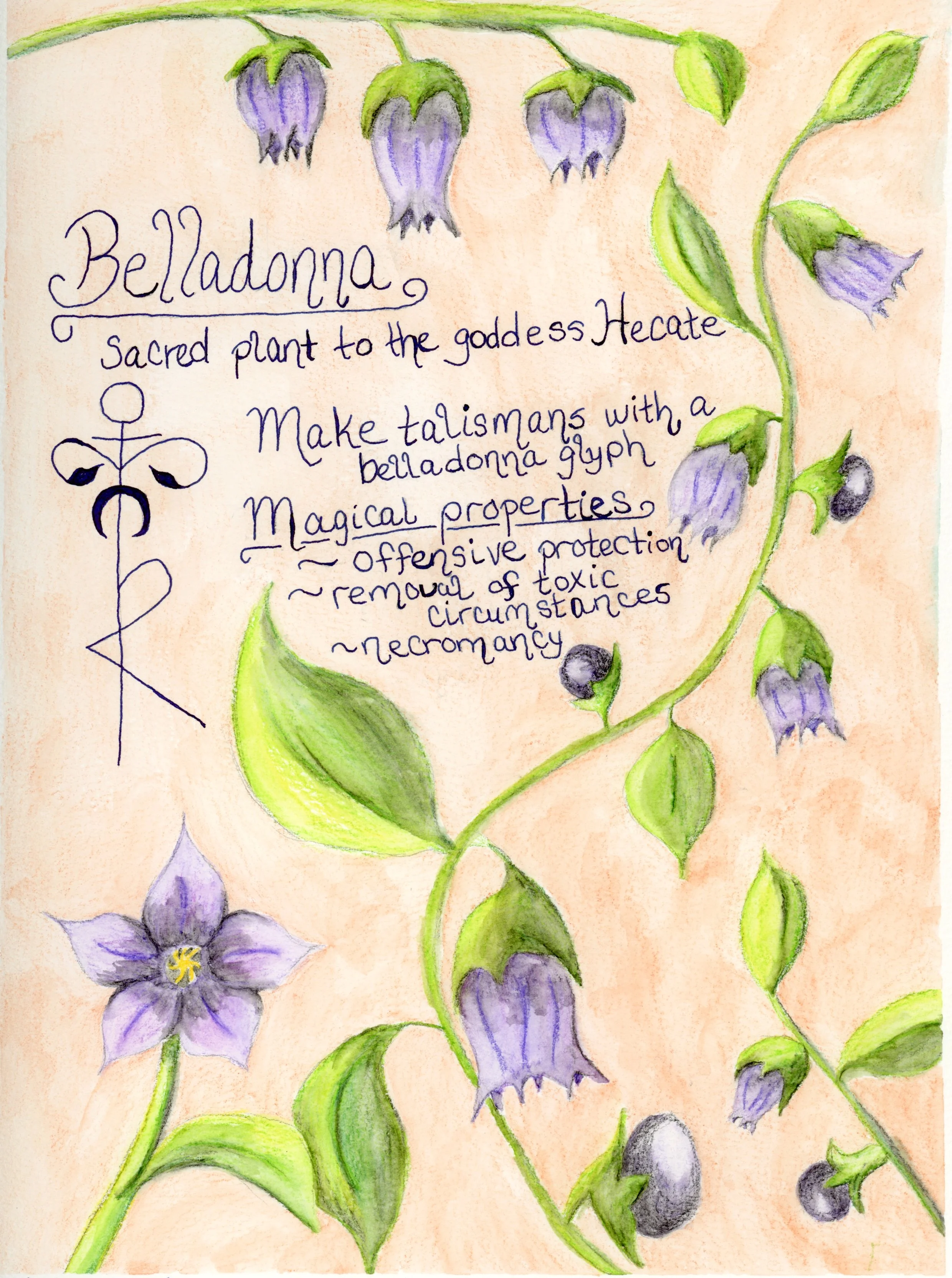 Poison Path Botanical Art Bundle (Digital Download) – Hellebore, Belladonna, Datura & Poppy