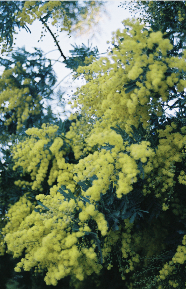 Close-up of yellow mimosa flowers and green leaves on a tree with a blue sky background.