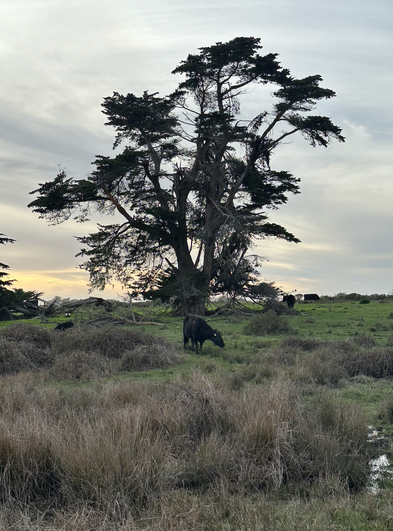 Irene Lyon: Nervous System Health Education