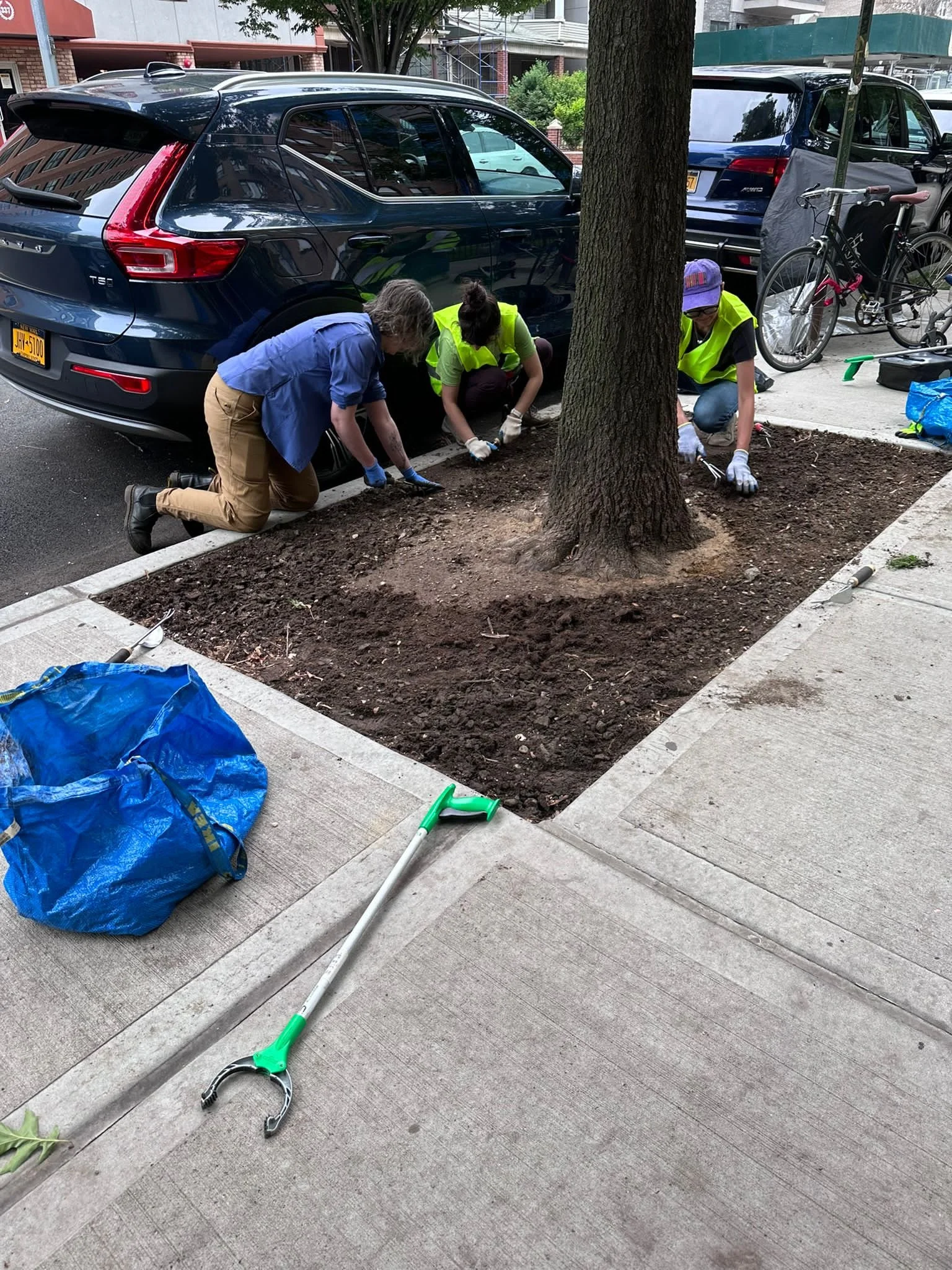 street tree care.JPG