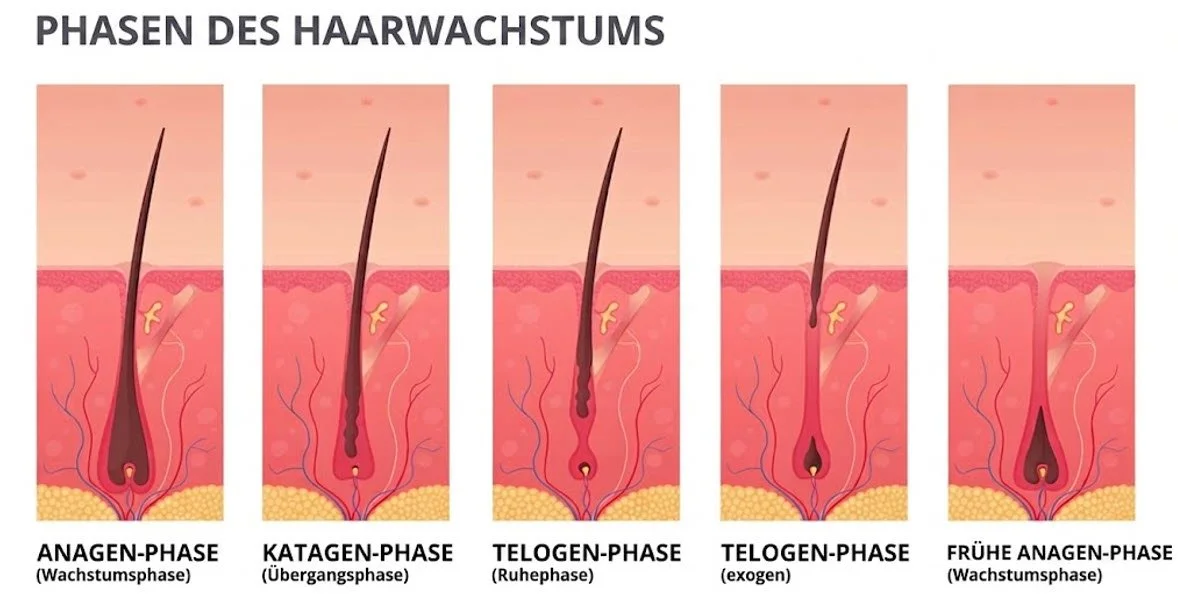 Wachstumsphasen der Haare – anagene, katagene, telogene Phase. Wichtig für die Laserhaarentfernung, denn nur Haare in der anagegen Phase können behandelt werden.