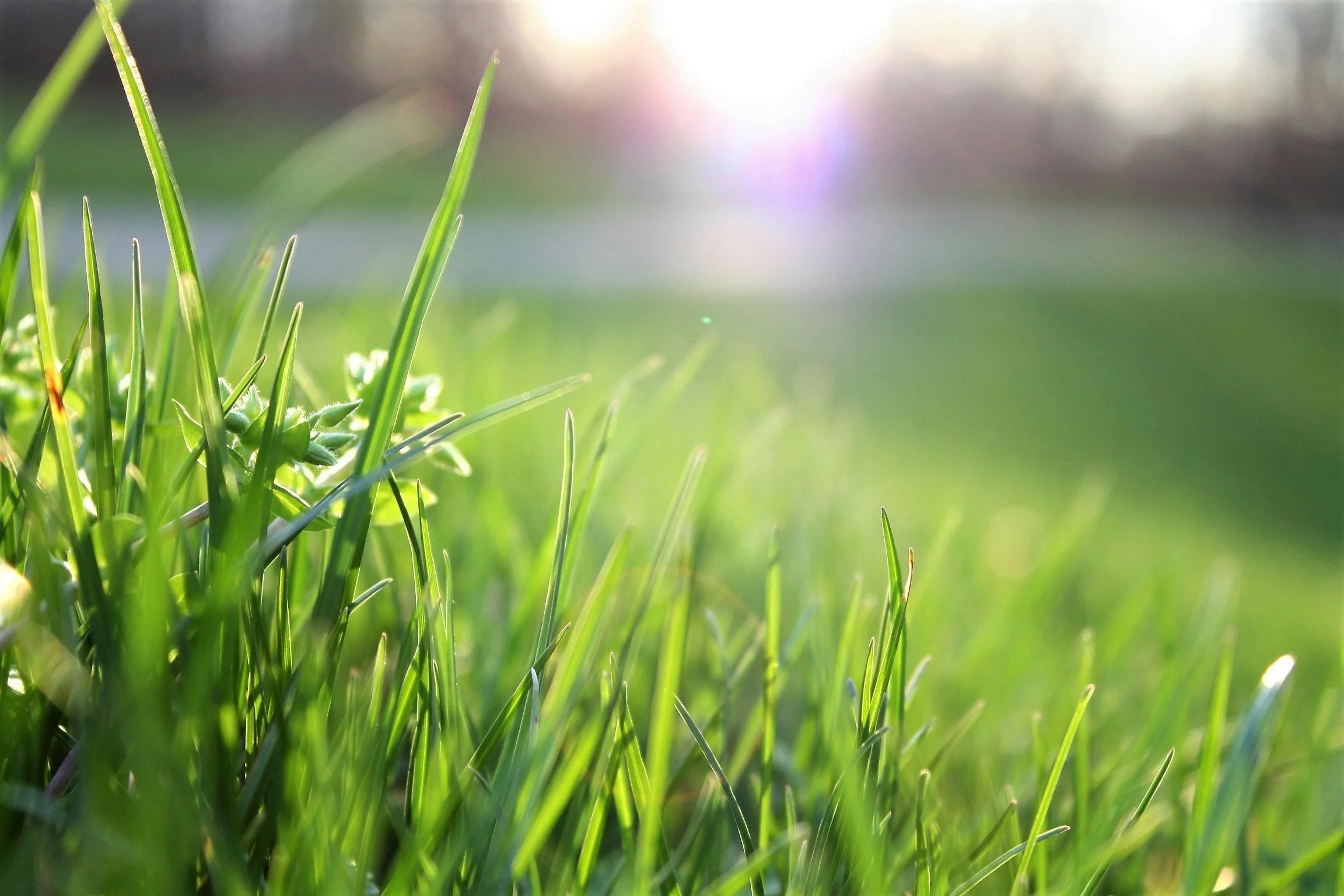Your Spring Lawn Checklist: A Natural Approach for DFW