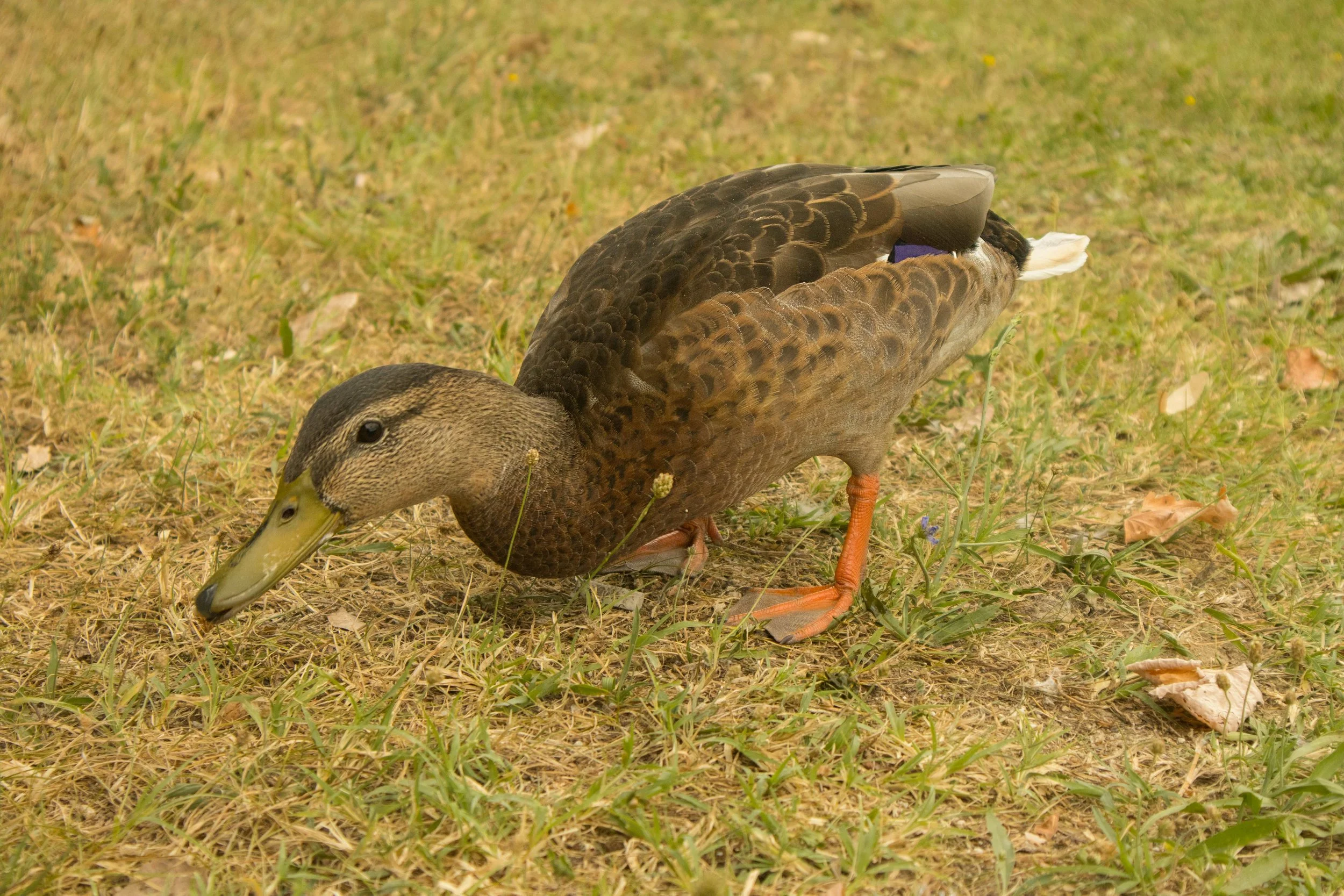 Image of february winter lawn with duck