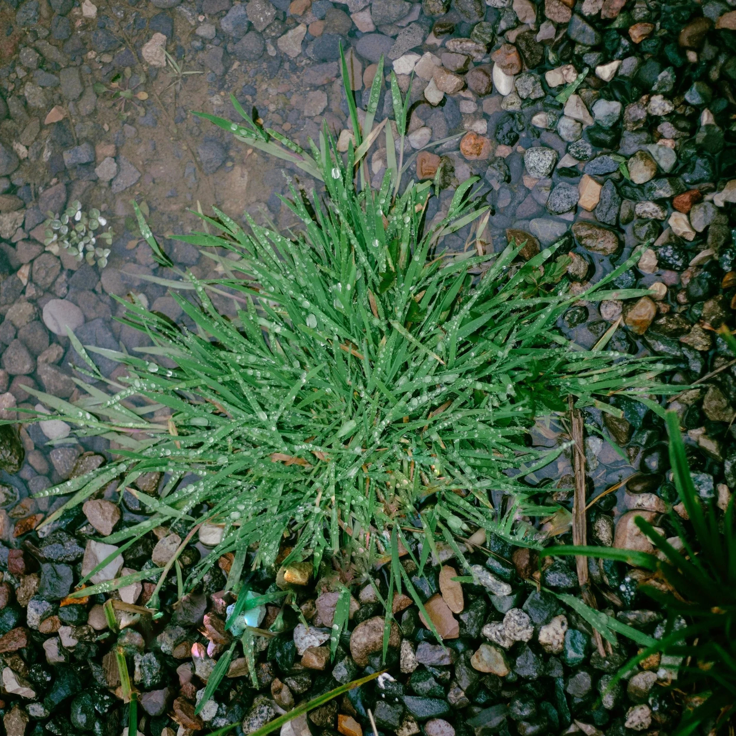 Crabgrass Invasion? Here's the Natural Defense Strategy