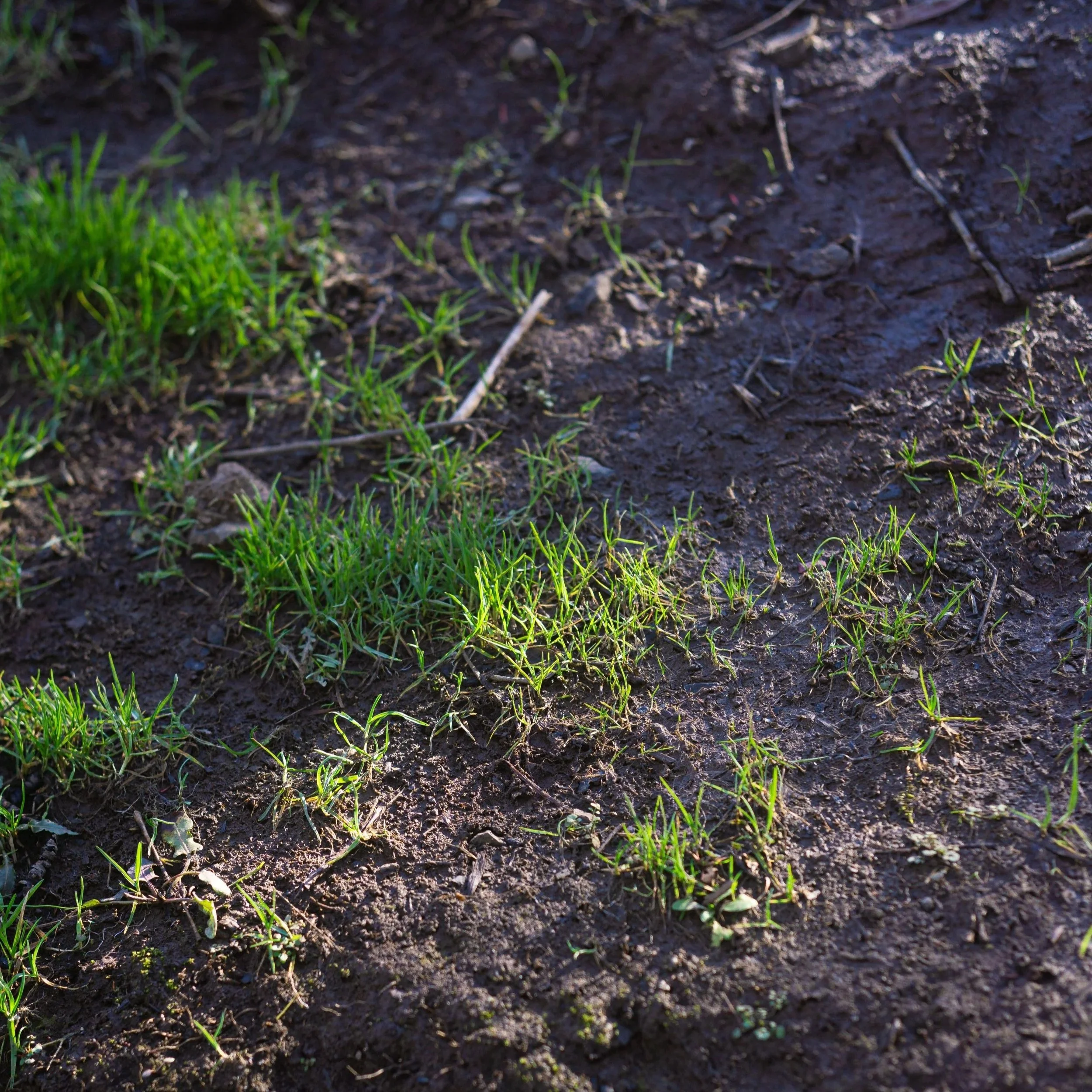 How Soil Biology Fights Weeds Better Than Chemicals