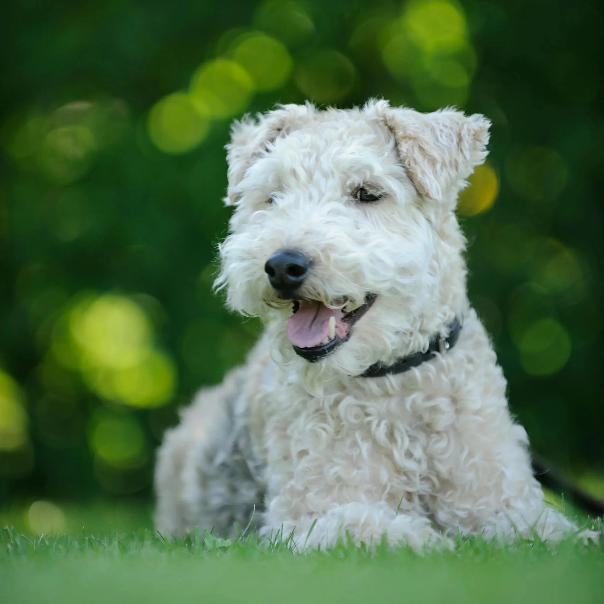 Pet-Safe Lawn Care: Keeping Your DFW Yard Healthy and Safe