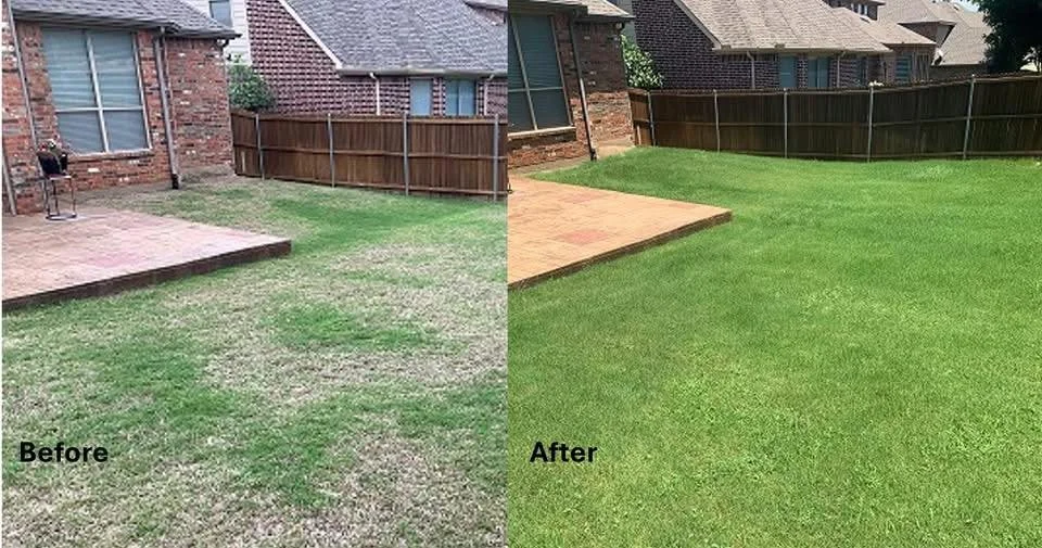 Before and After image showing results of service care for lawn by Golub Green
