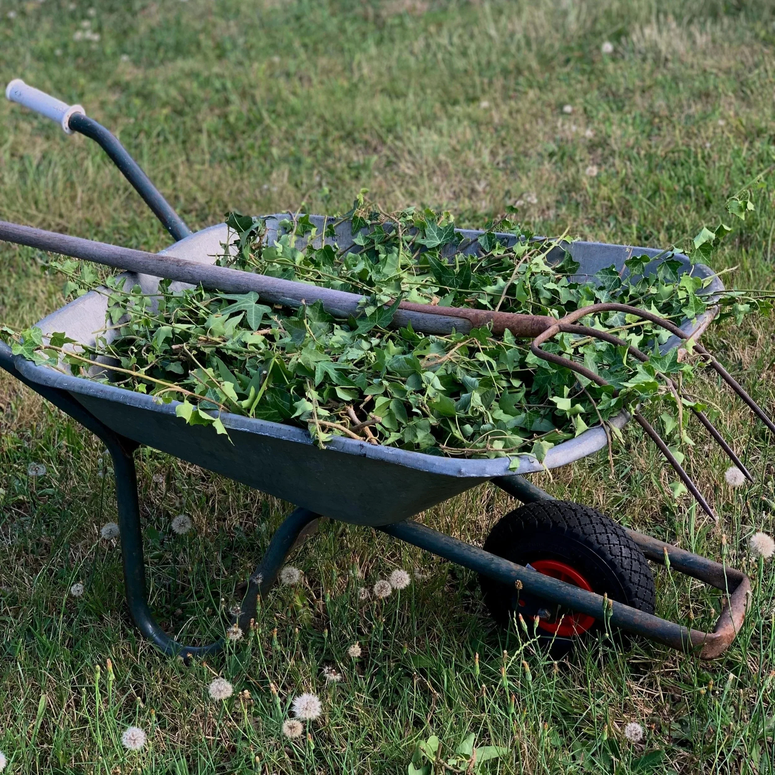 How to Prevent Spring Weeds Before They Appear (The Natural Way)