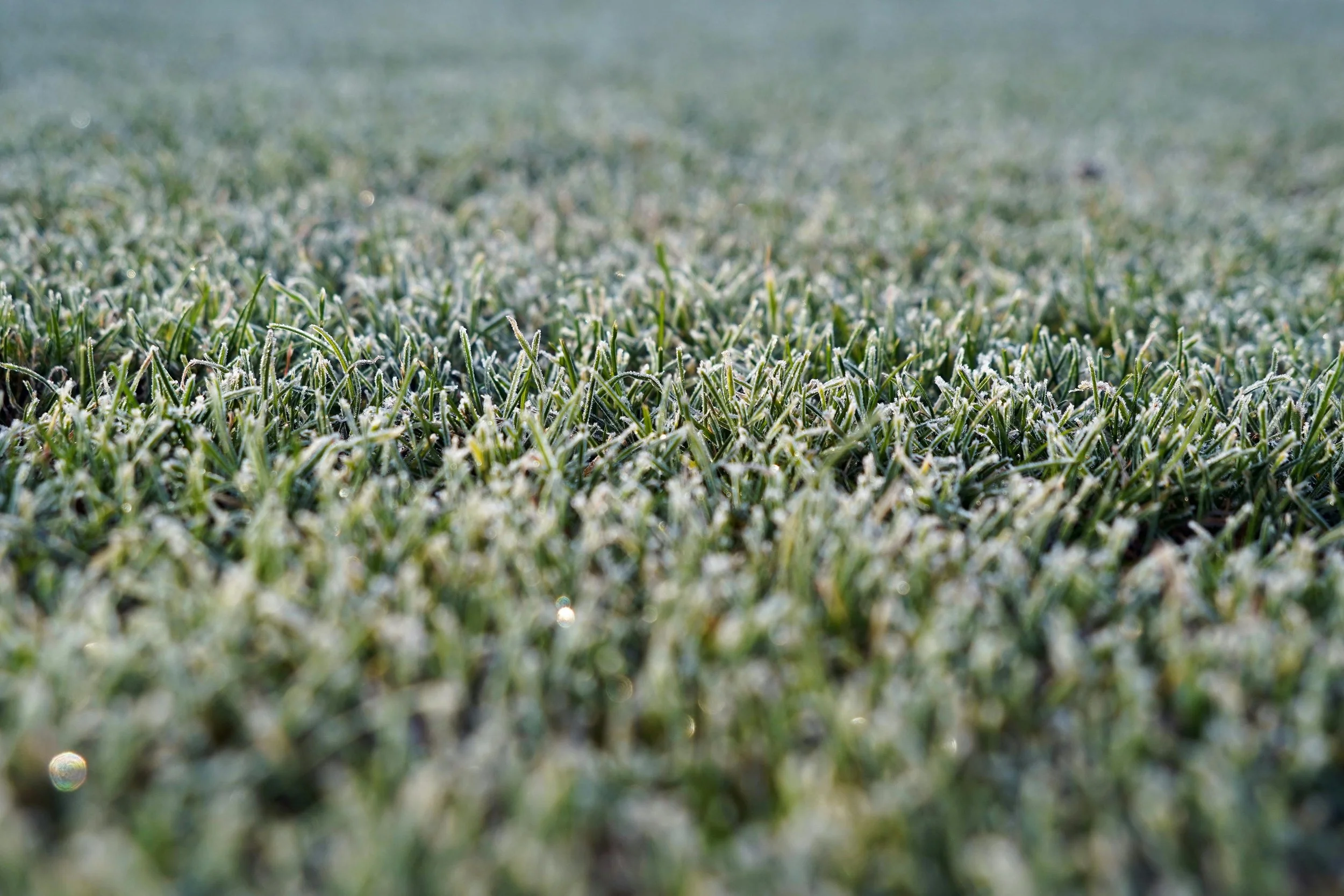 How Do I Care For My Lawn This Winter