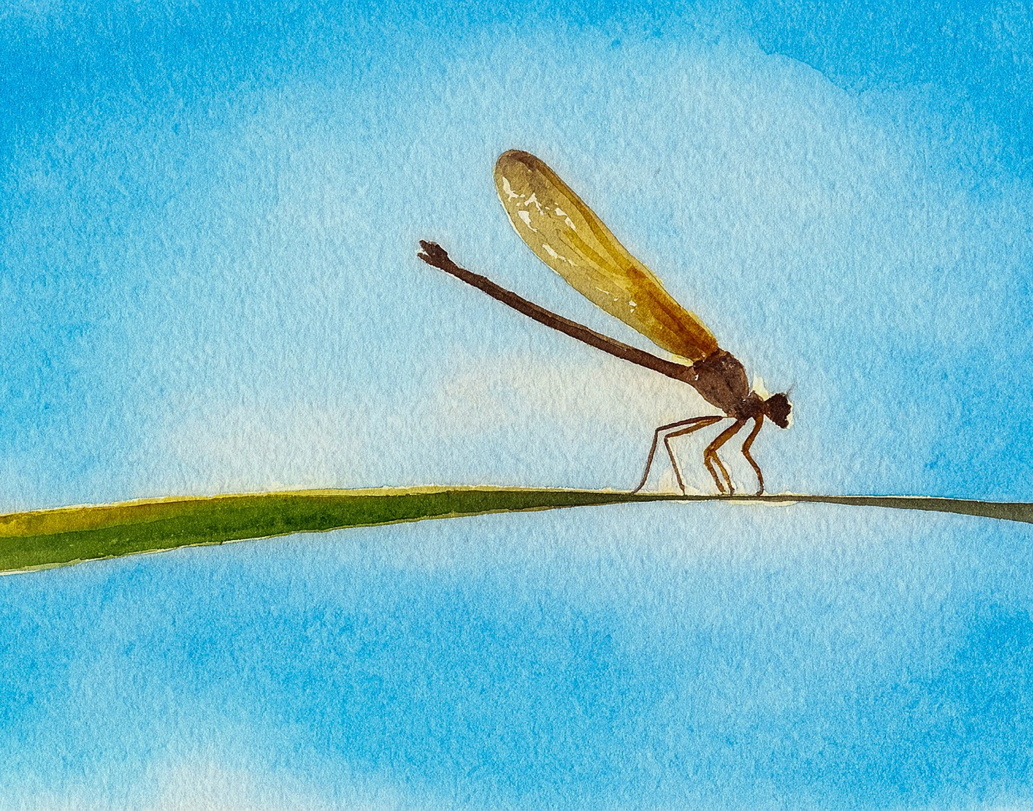 Dragonfly by Clifford Jones.jpg