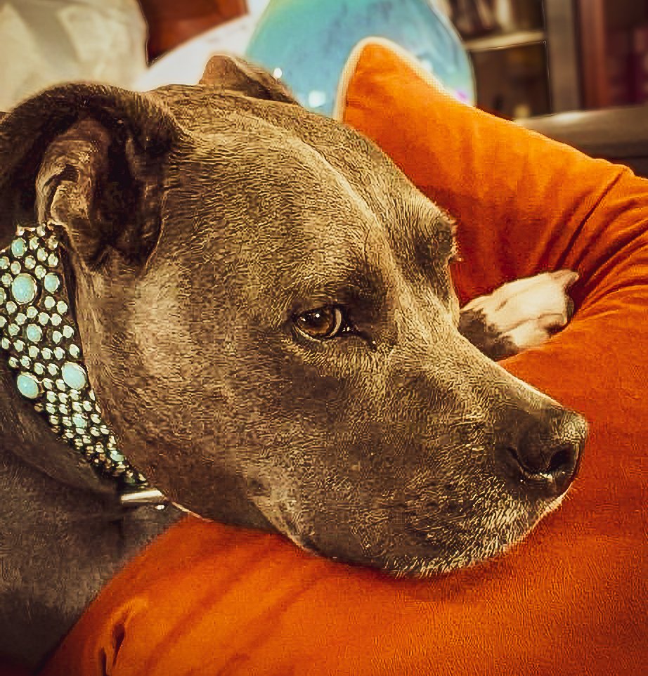 Close-up of a brindle-coated dog resting its head on an orange cushion, wearing a bejeweled collar, indoors.