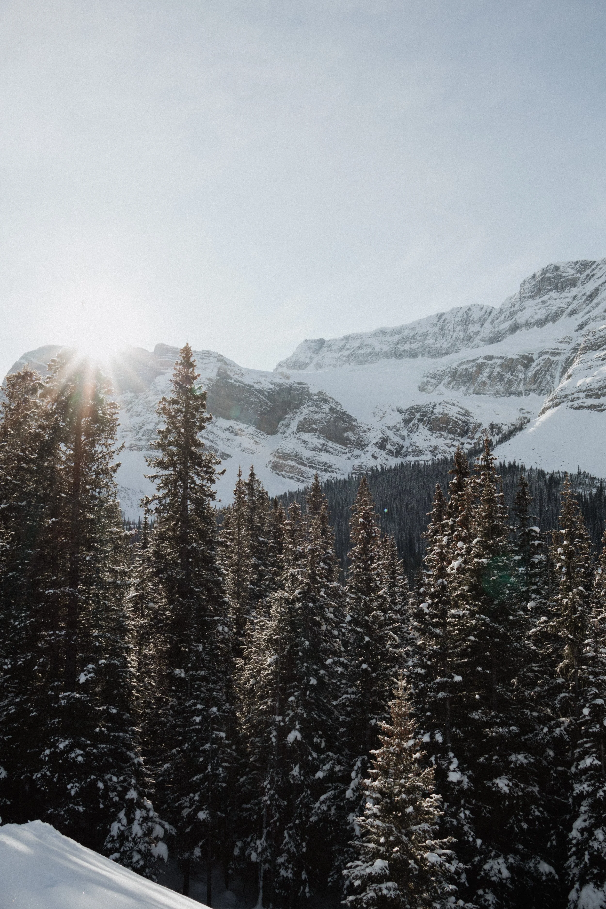Snow-covered pine trees in a mountainous landscape with the sun shining from behind the mountains.