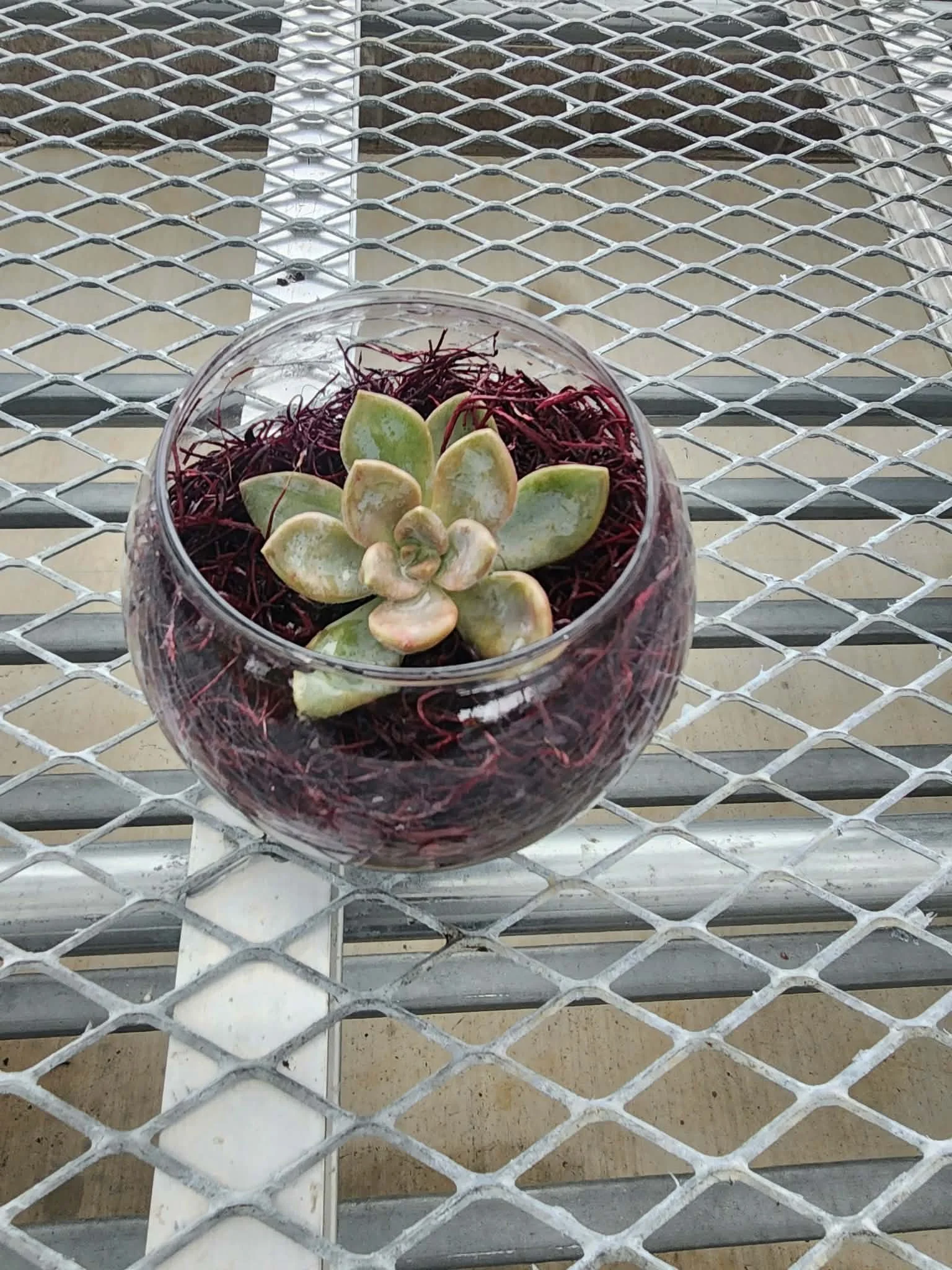 Purple Ghost Echeveria Terrarium