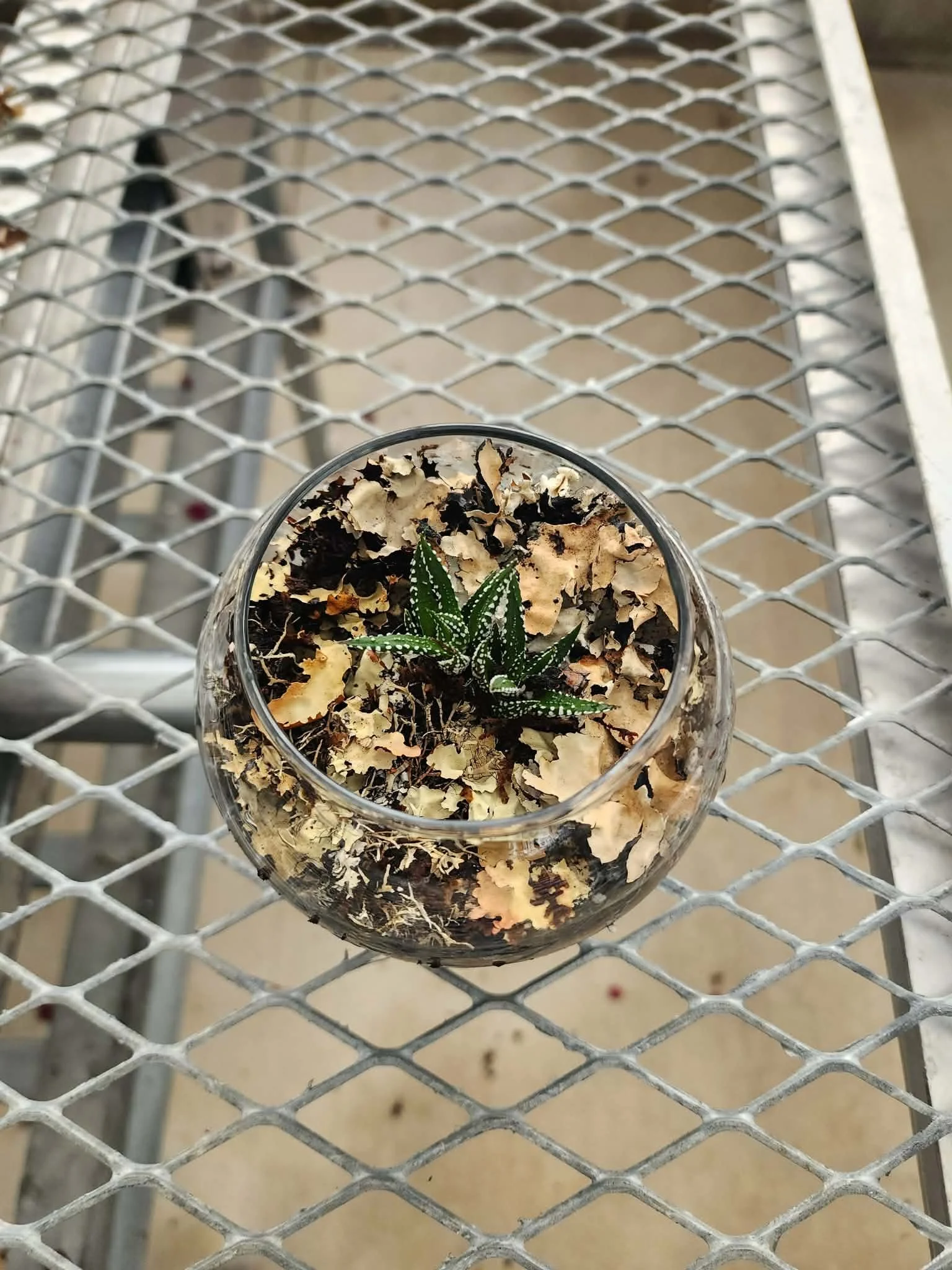 2 Count Haworthia Terrarium
