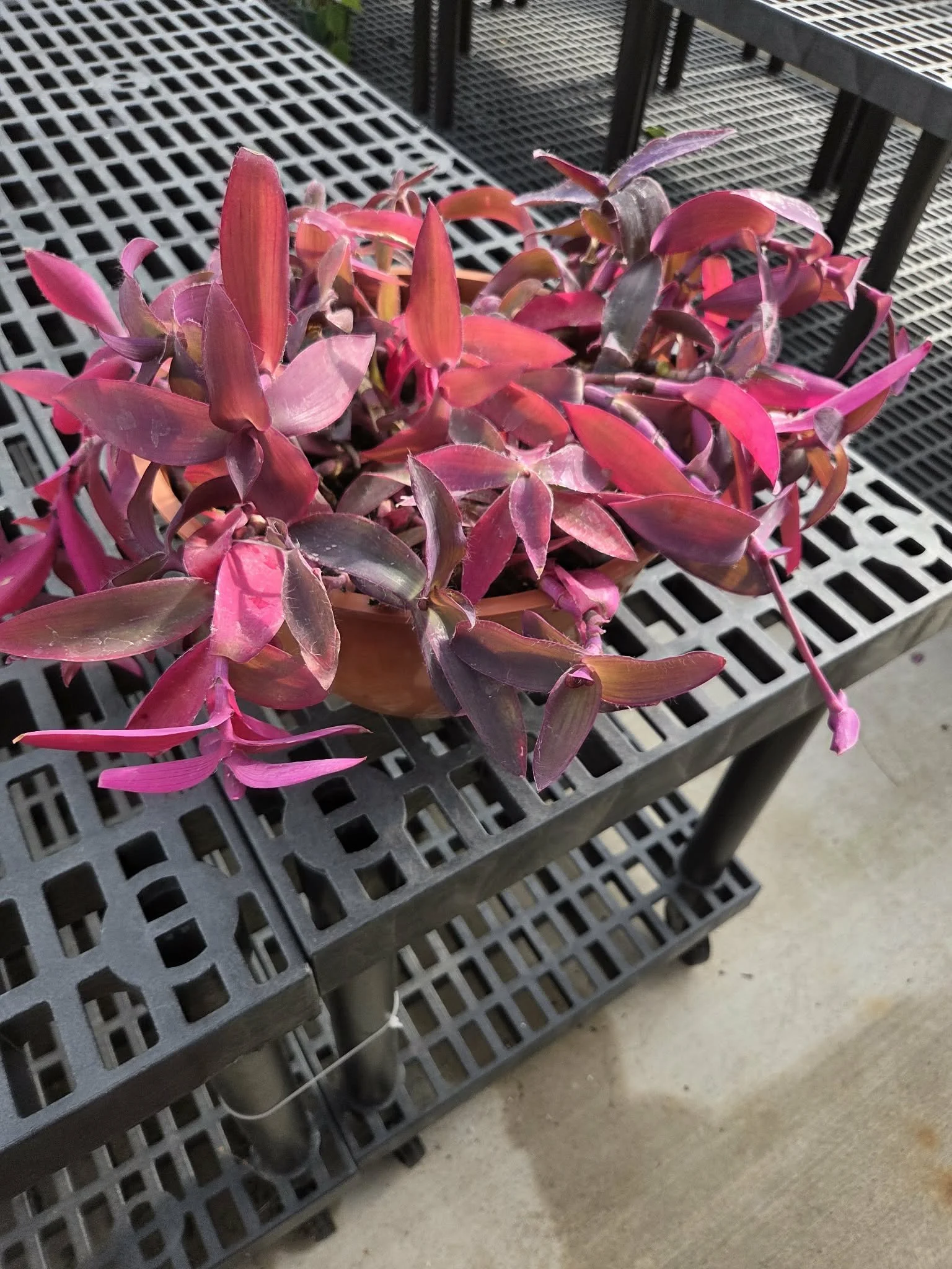 12 inch Purple Heart CLEARANCE