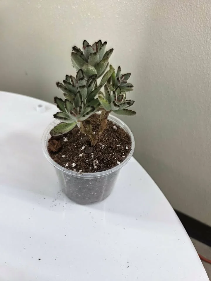 4 inch Panda Plant or Chocolate Soldier