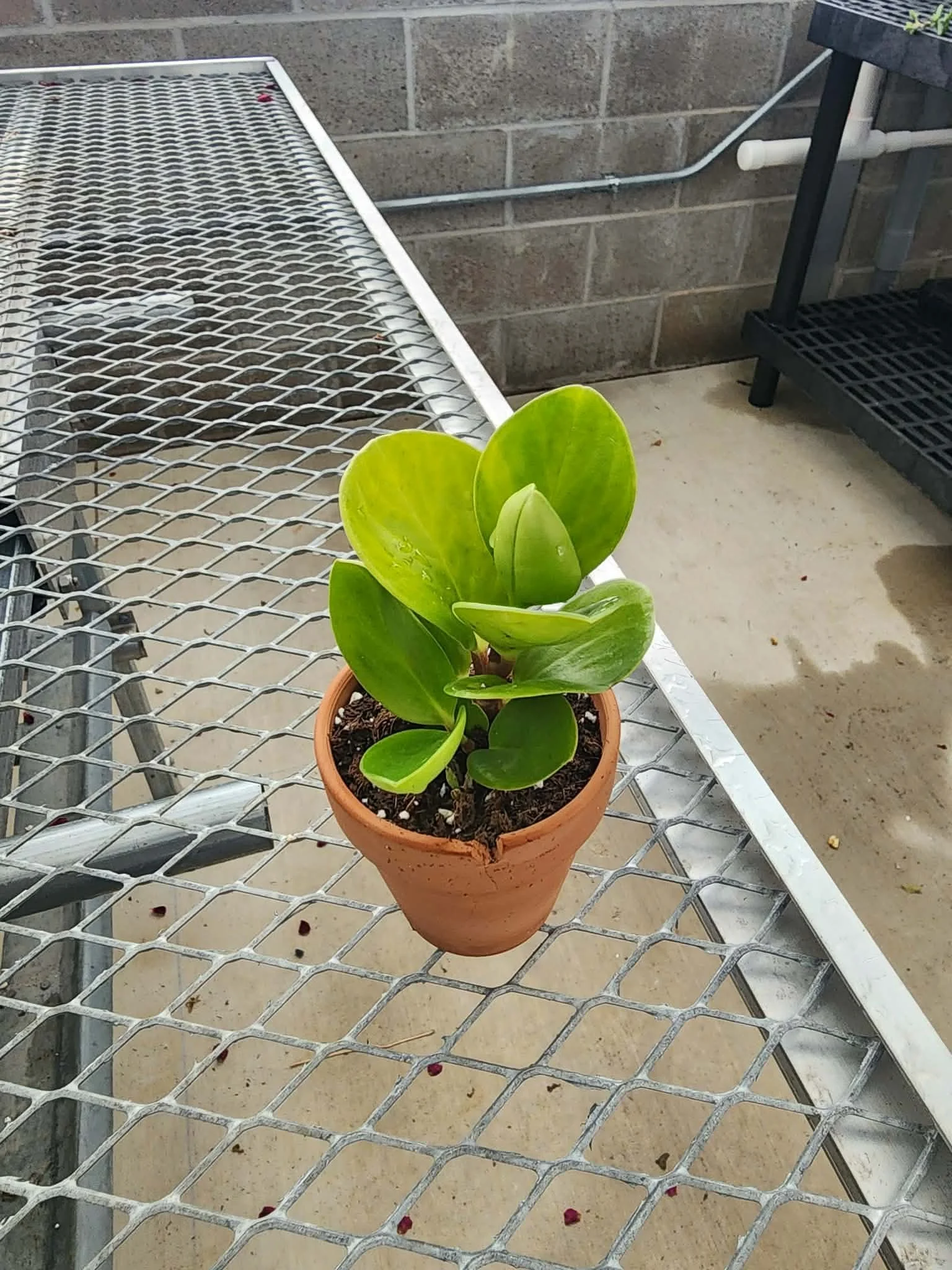 3 Inch Baby Rubber Plant in Terra Cotta