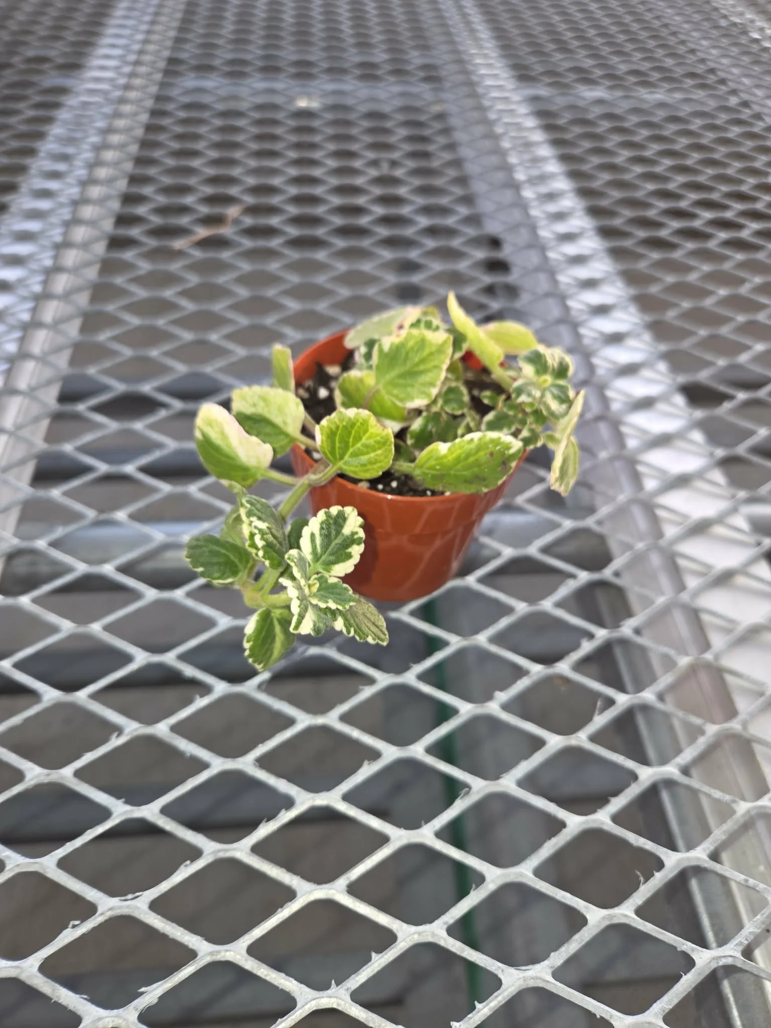 2 inch Variegated Cuban Oregano