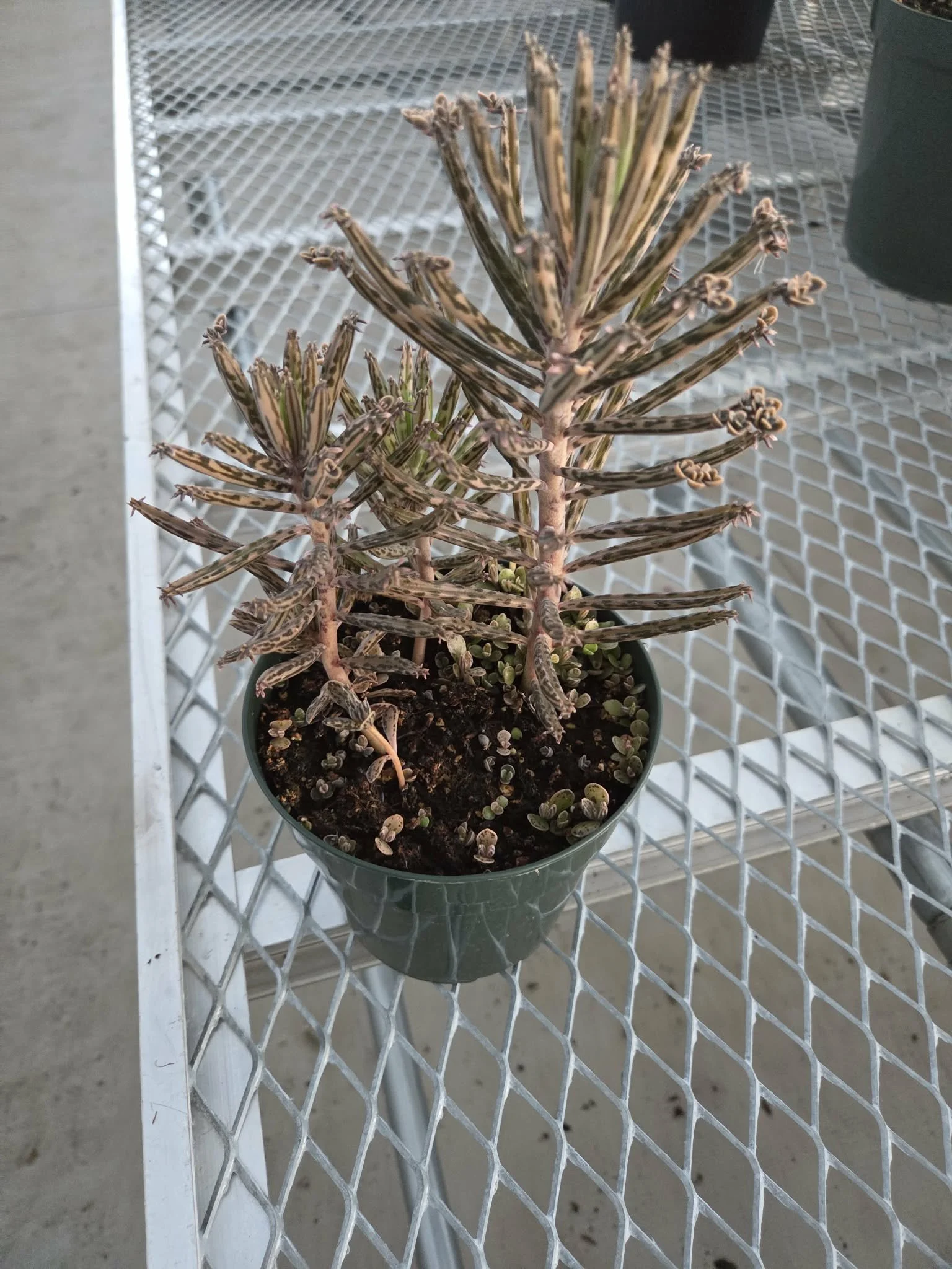 Mother of Millions Pencil Variety