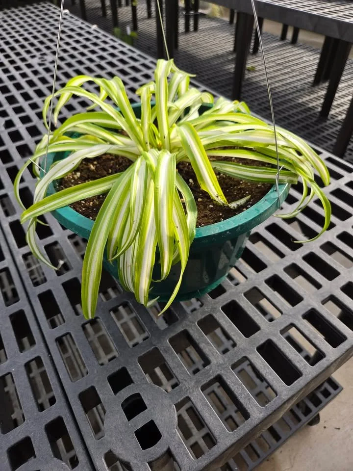 10 Inch Spider Plant