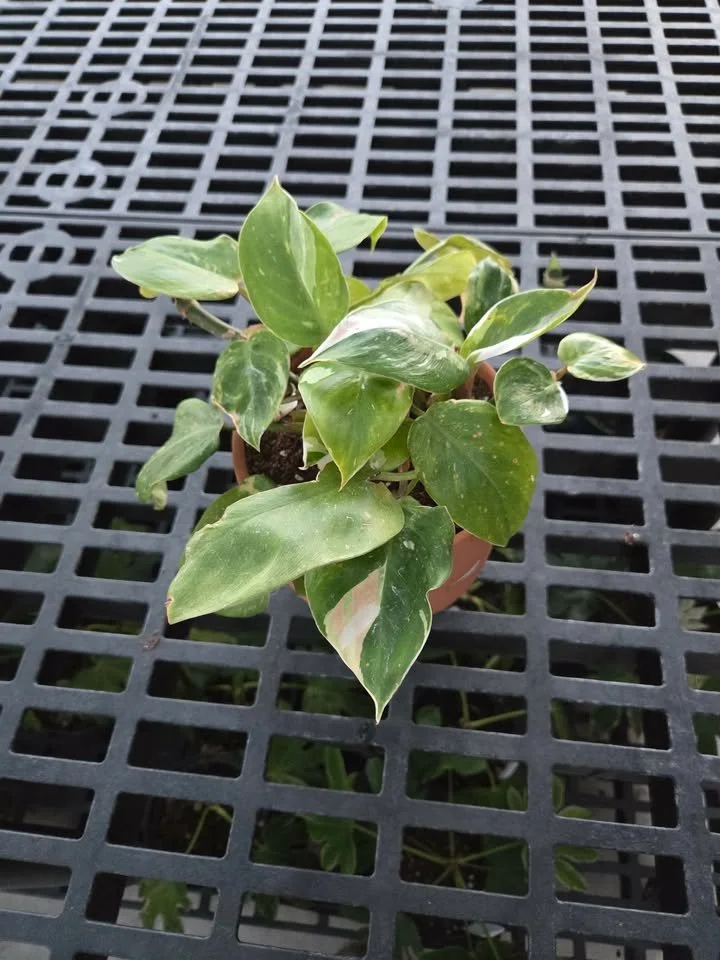 6 inch White Prince in Terra Cotta Pot