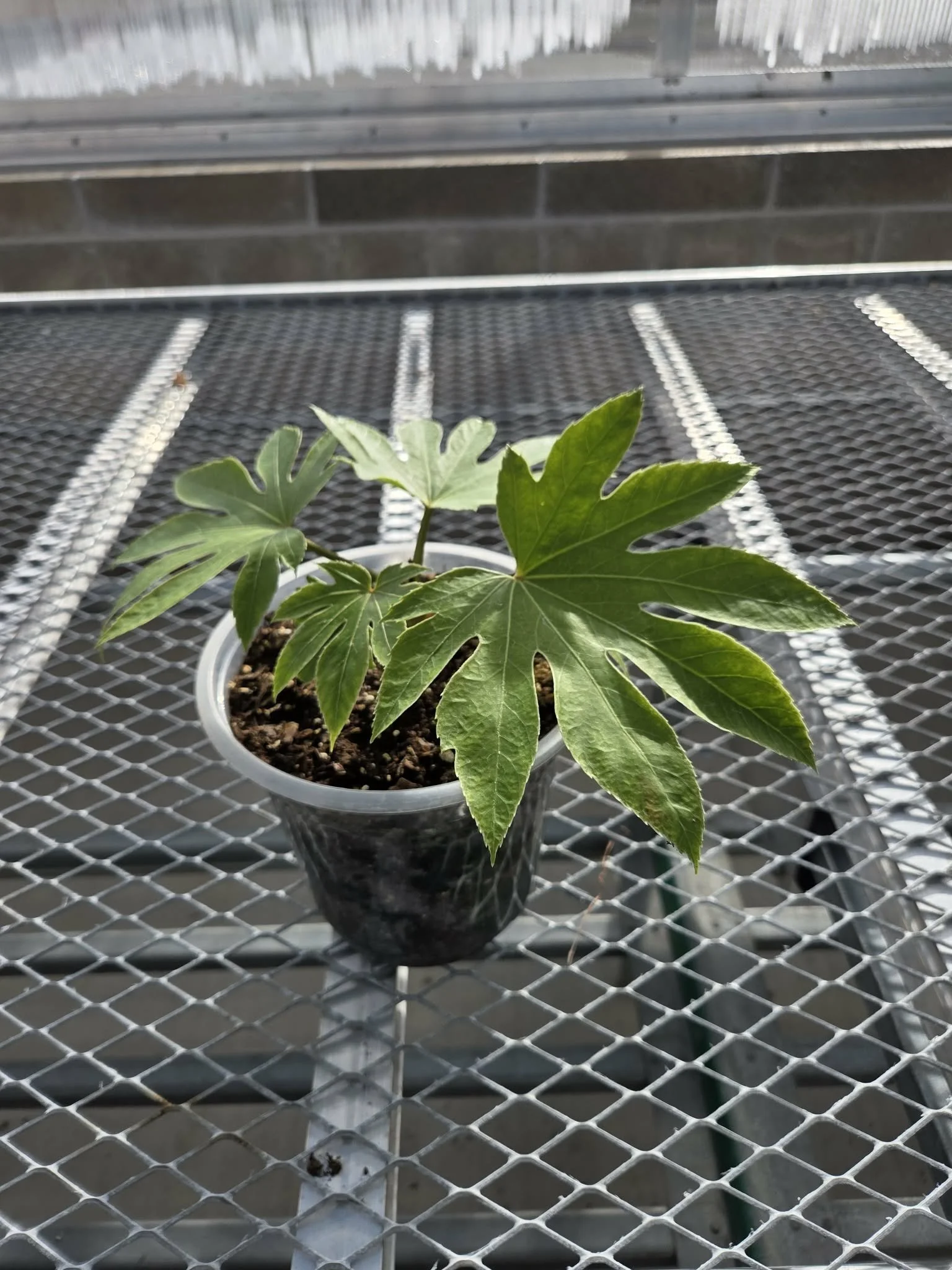 6 inch Spider Web Fatsia Japonica