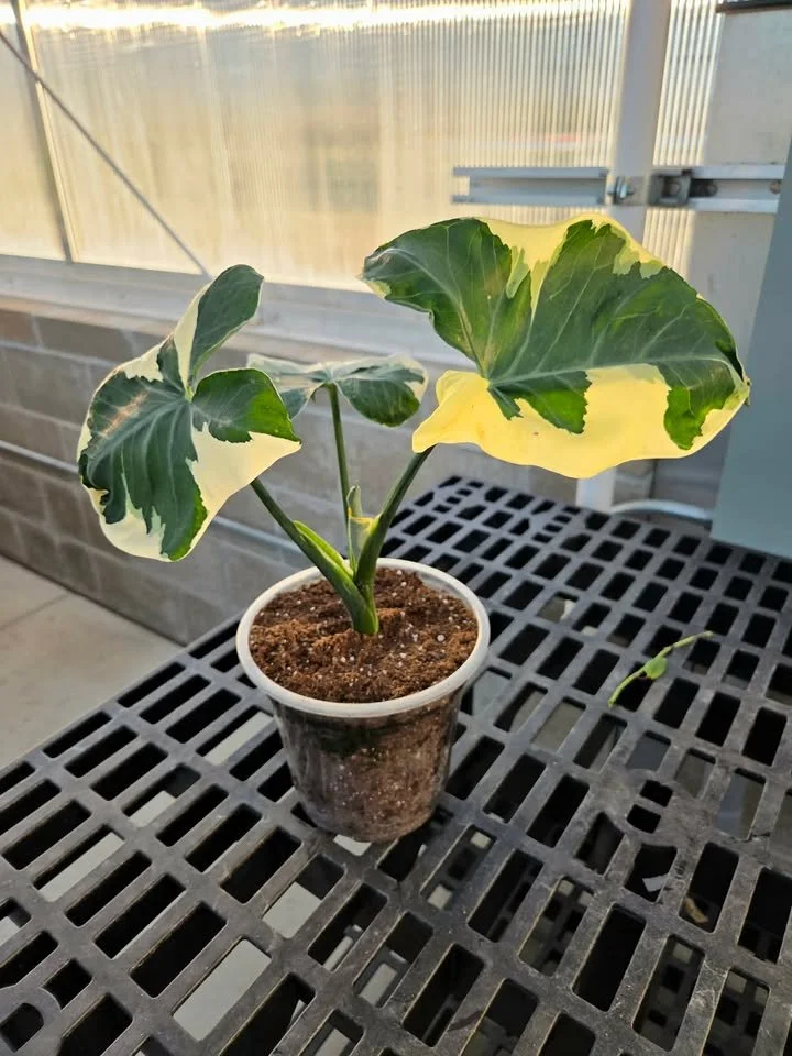 Mickey Mouse Alocasia