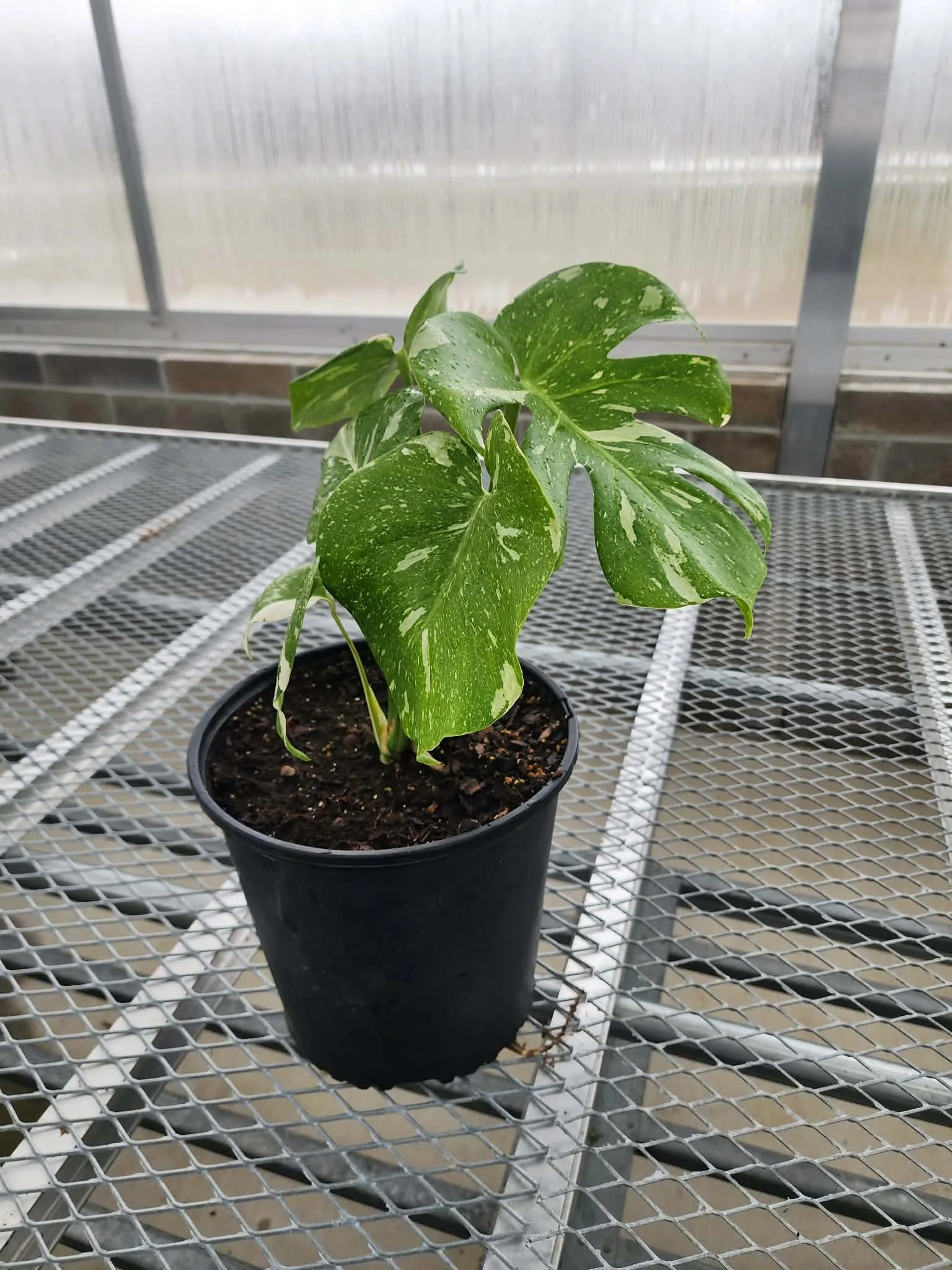 Gallon+ Thai Constellation