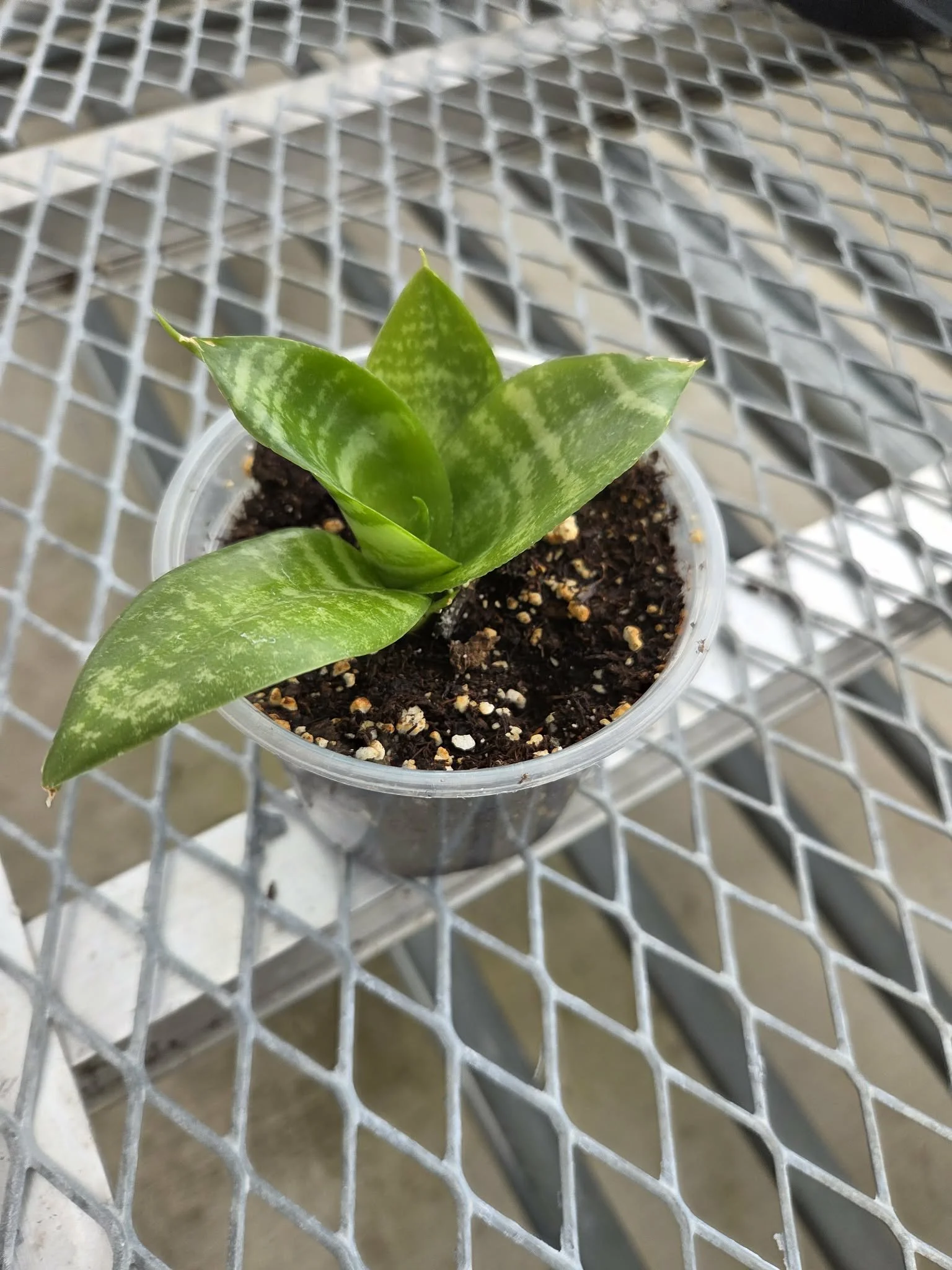 4 inch Birds Nest Snake Plant
