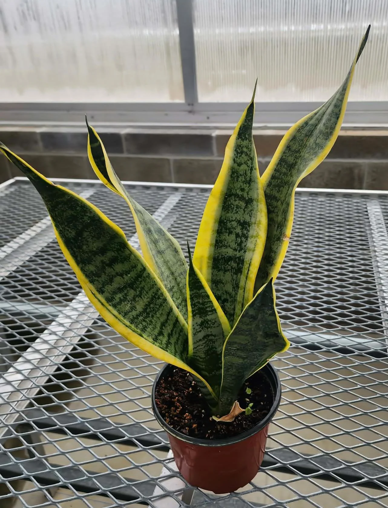 6 Inch Variegated Dracaena Snake Plant