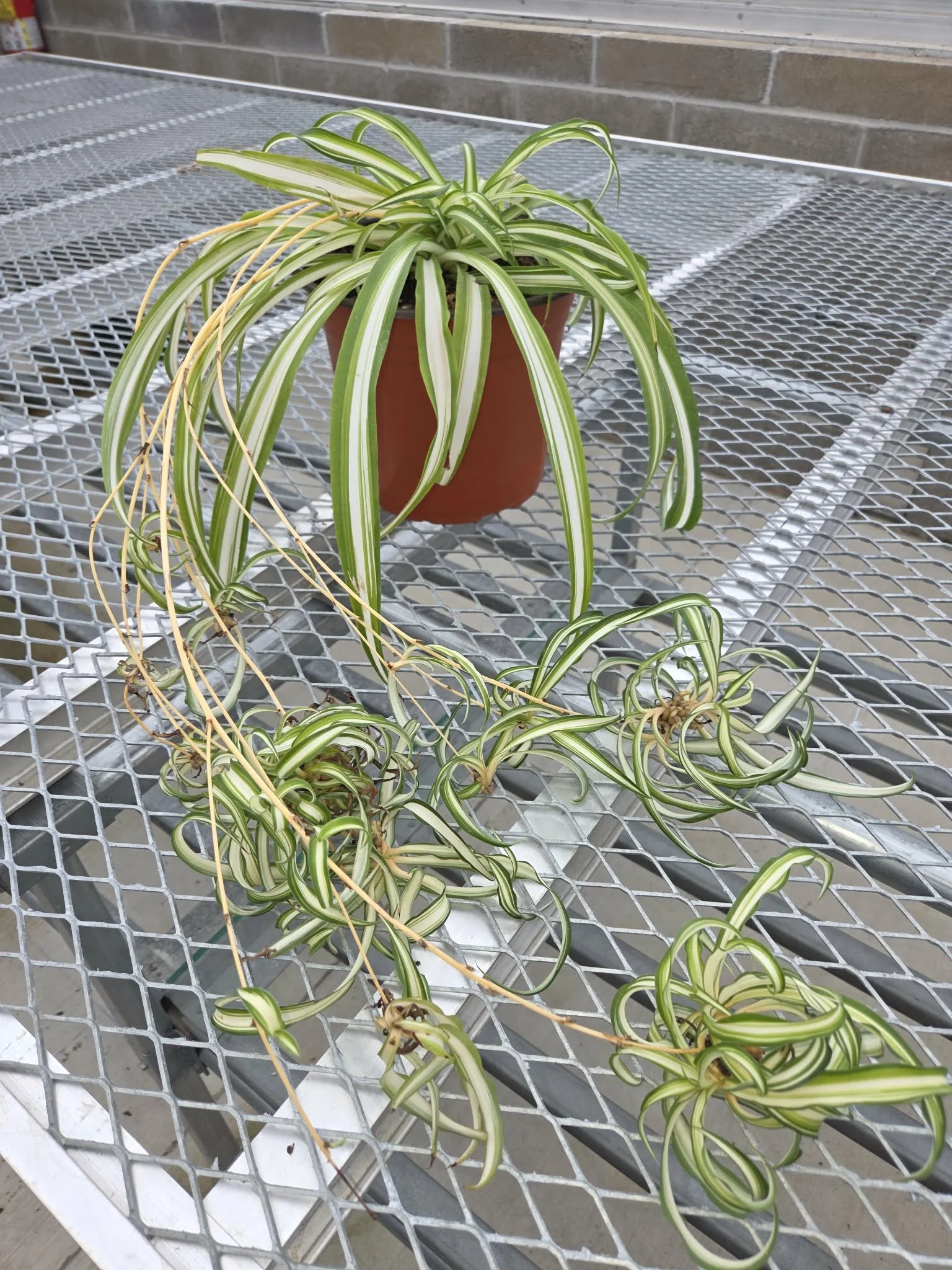 Standing 8 inch Variegated Spider Plant