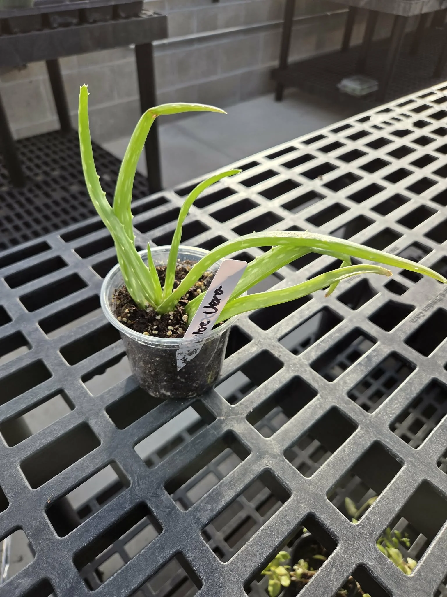 4 inch Aloe Vera