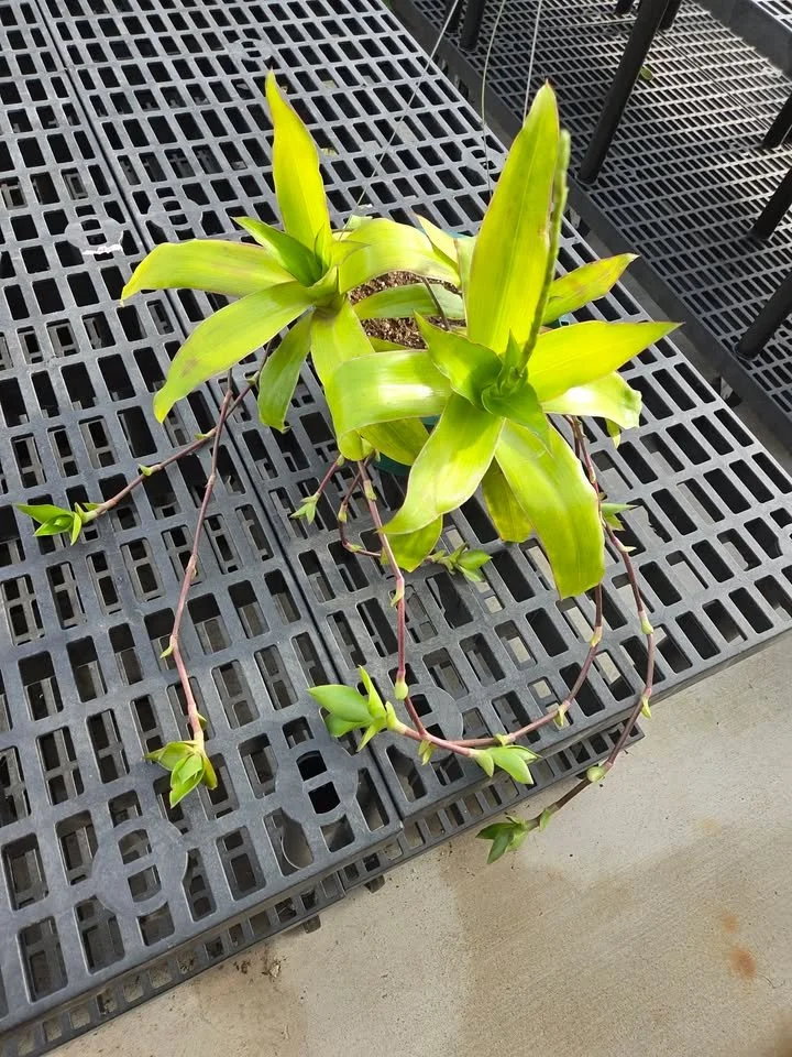 10 Inch Basket Plant