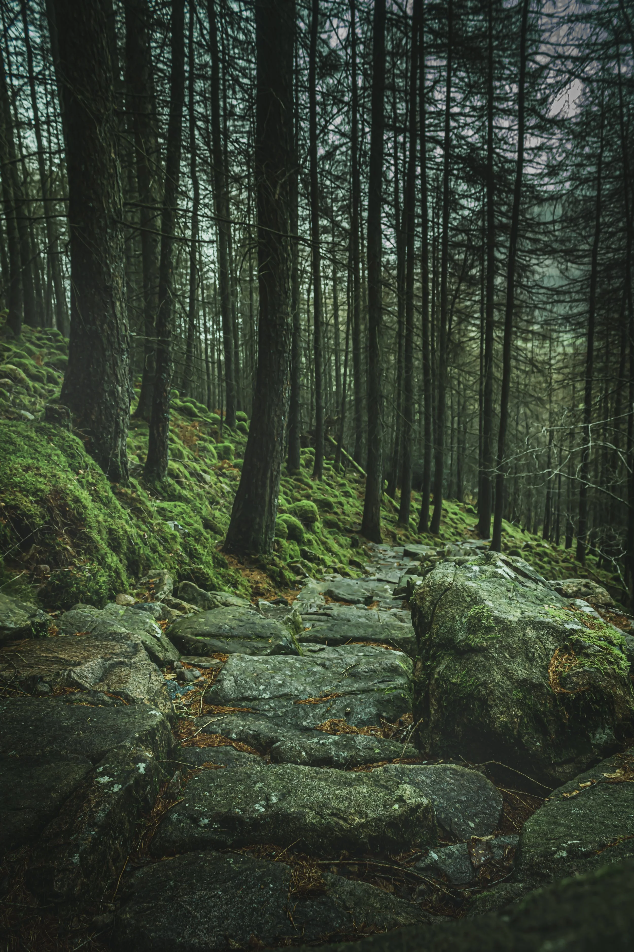 Woodlands at Buttermere.jpg