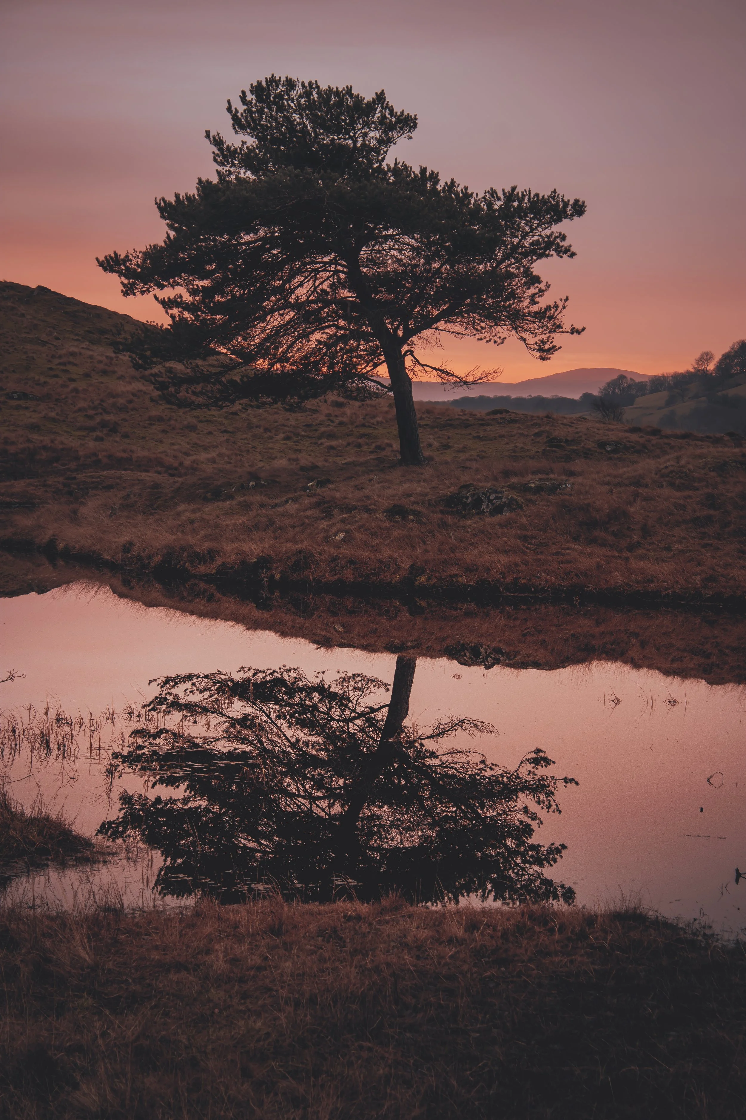 Tree with sunrise behind it.jpg