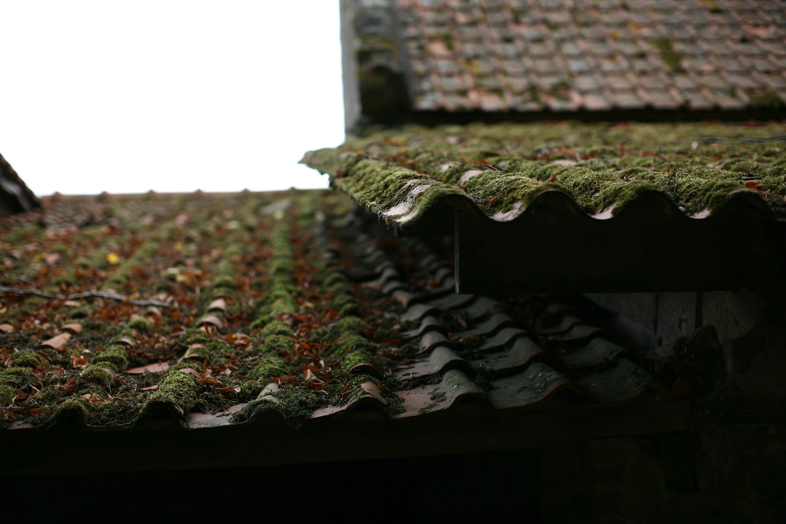 Close-up of a moss-covered, weathered roof with old clay tiles, some of which are thatched with fallen leaves.