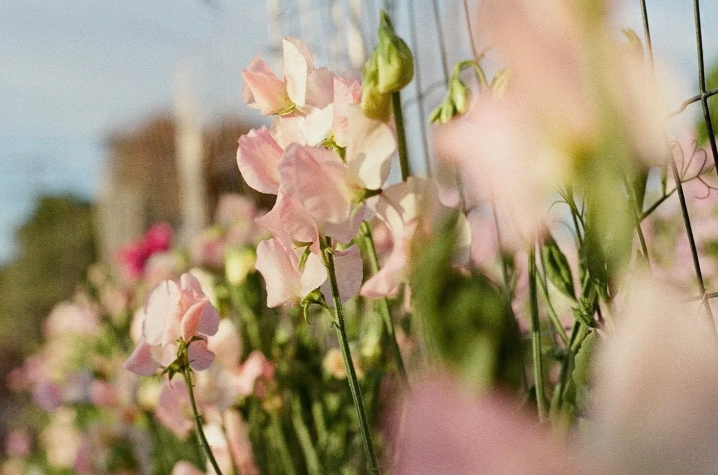 Sweet Pea 'Spring Sunshine Champagne' Seeds (Lathyrus odoratus) -- Early-Flowering