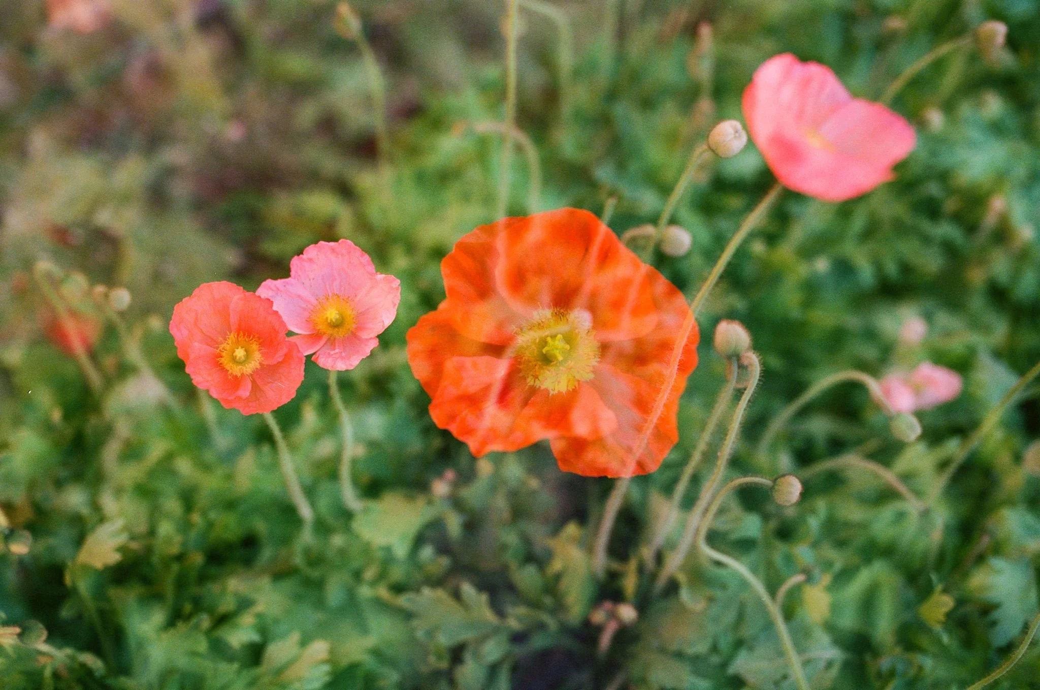 Iceland Poppy 'Champagne Bubbles Mix' Seeds (Papaver nudicaule)
