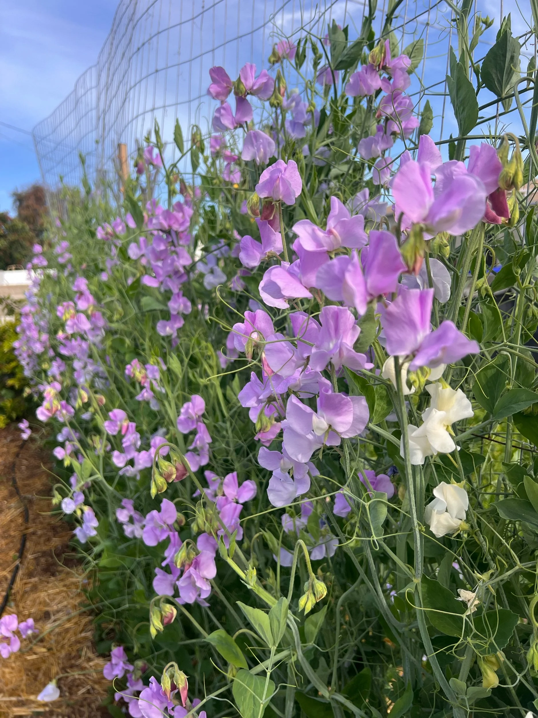 Sweet Pea 'Very-Early Lavender Shades' Seeds (Lathyrus odoratus)