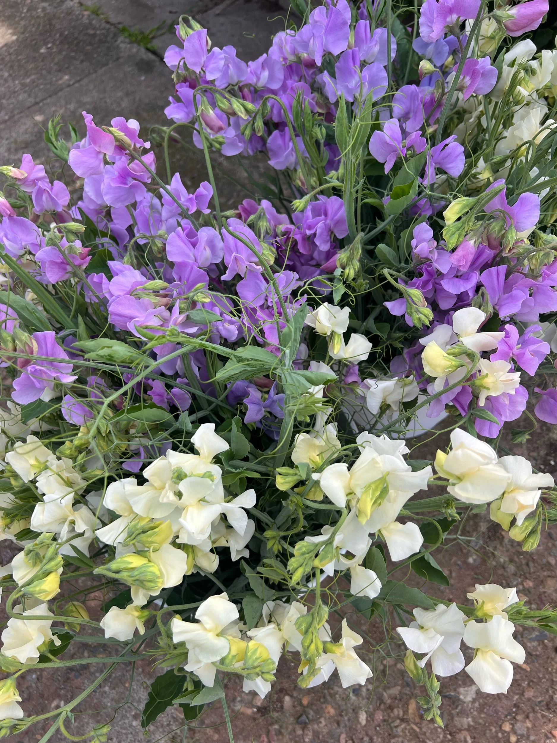 Sweet Pea 'Very-Early Lavender Shades & Creamy White Mix' Seeds (Lathyrus odoratus)