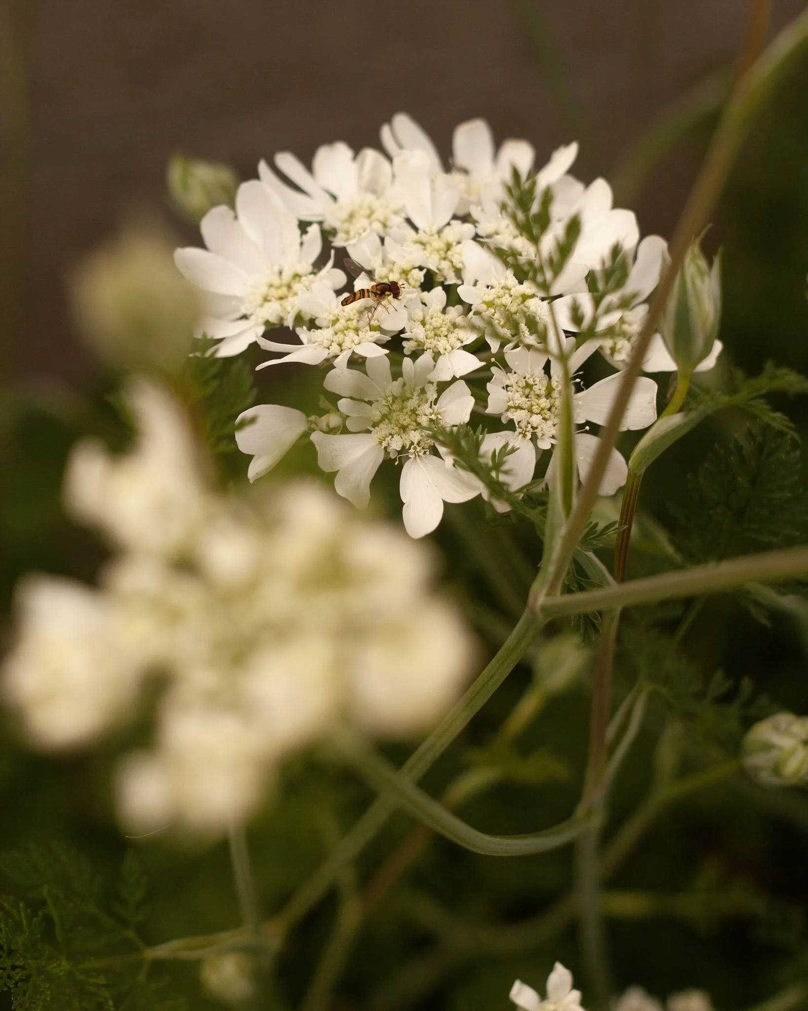 Orlaya 'White Finch' Seeds (Orlaya grandiflora)