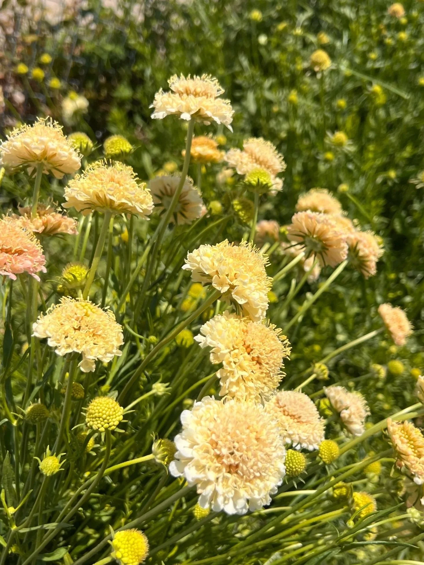 Scabiosa 'Fata Morgana' Seeds (Scabiosa atropurpurea)