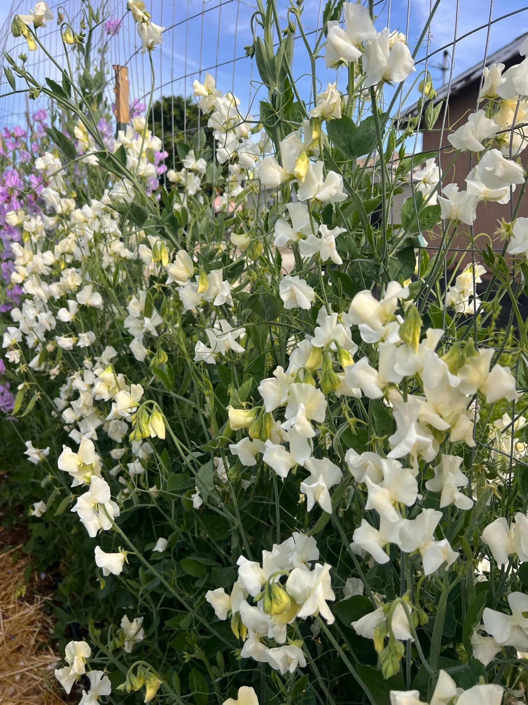 Sweet Pea 'Very-Early Creamy White' Seeds (Lathyrus odoratus)