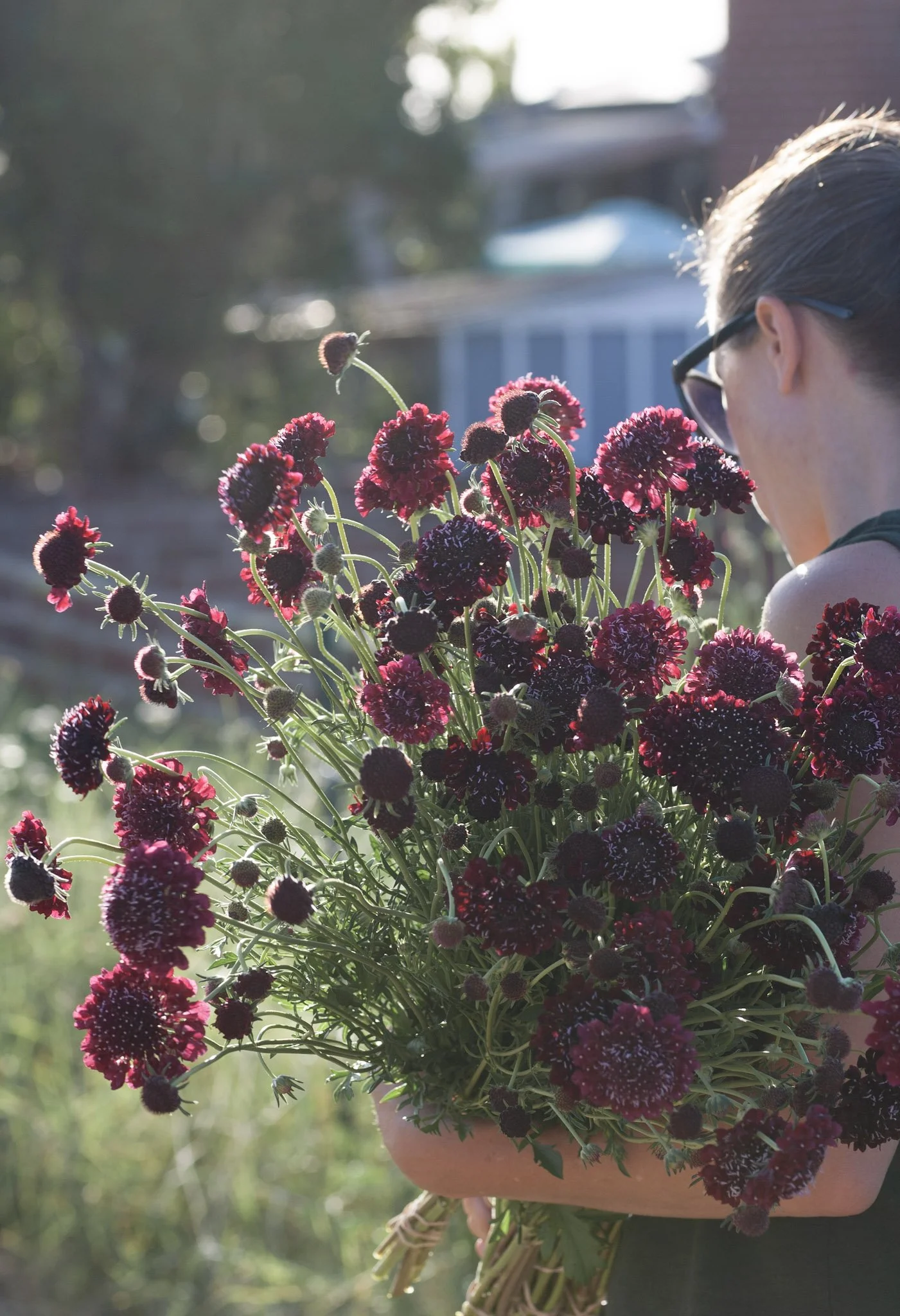 Scabiosa 'Merlot' Seeds (Scabiosa atropurpurea)