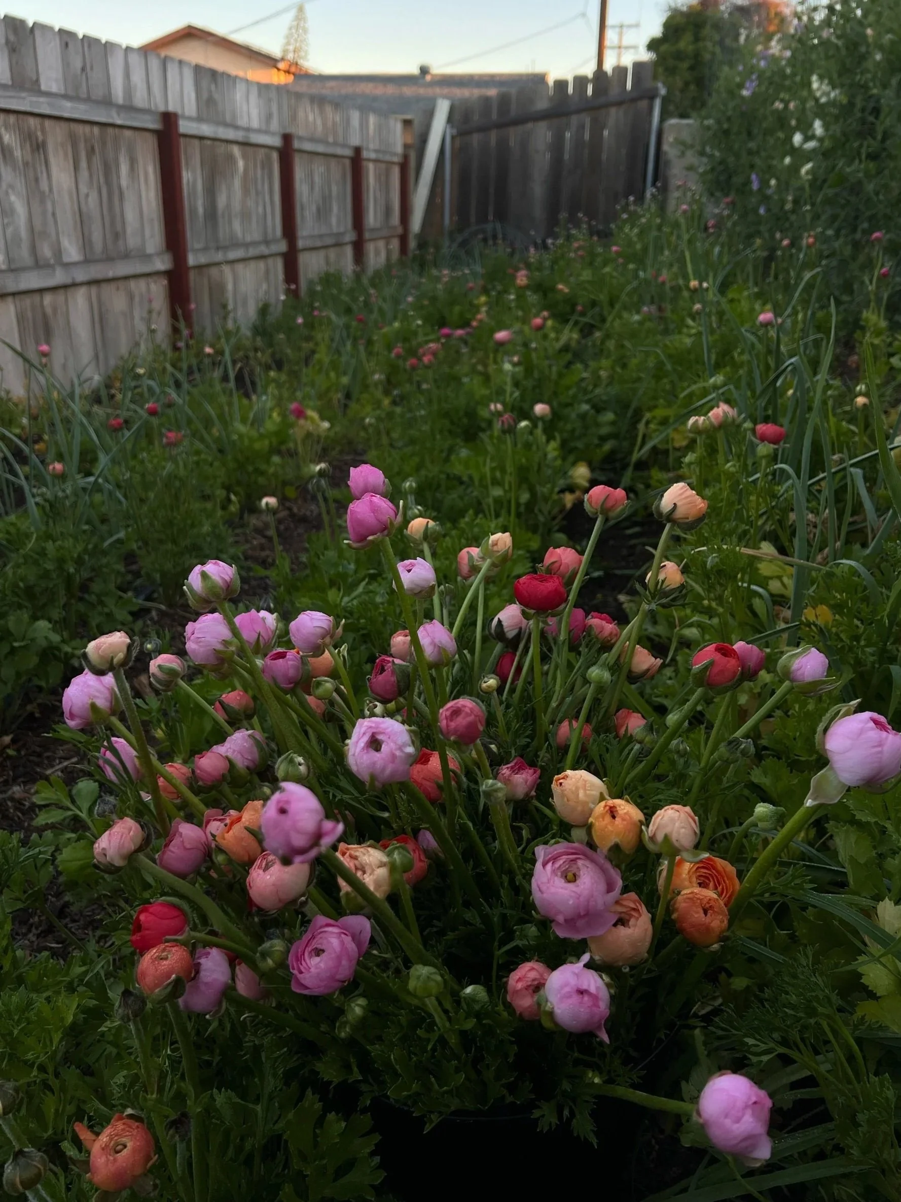 Ranunculus 'Salmon, Pink, Coral Mix' Corms (Ranunculus asiaticus)