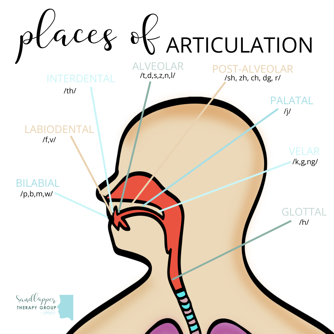 Places of Articulation: How Speech Sounds Are Made