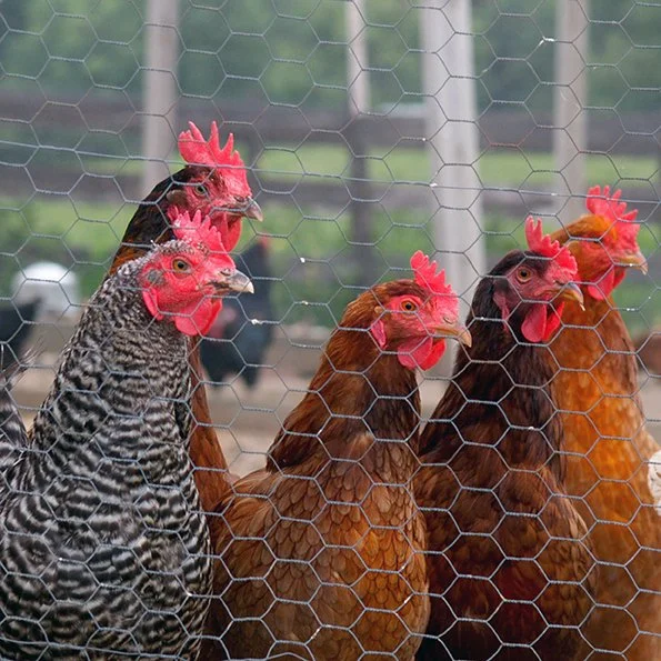 Chickens Hex3_w.jpg