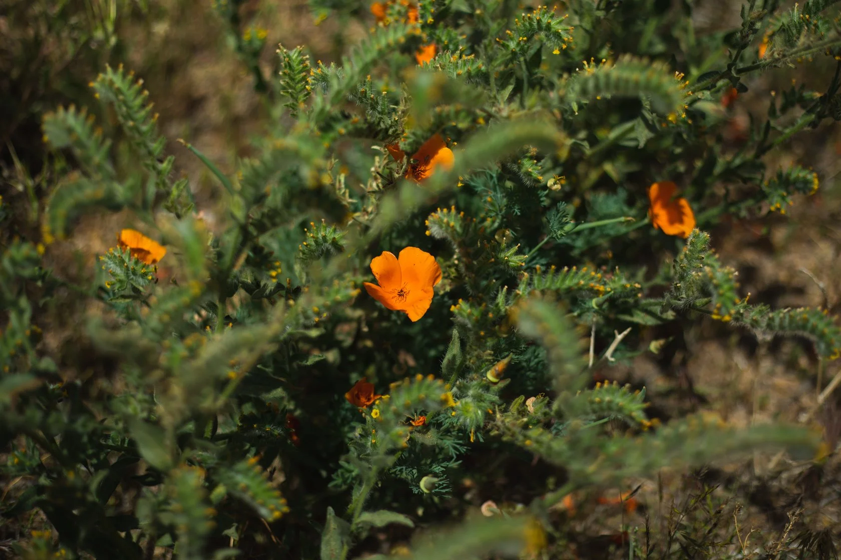 Trauma Therapy: How to Choose Which Approach is Right for You